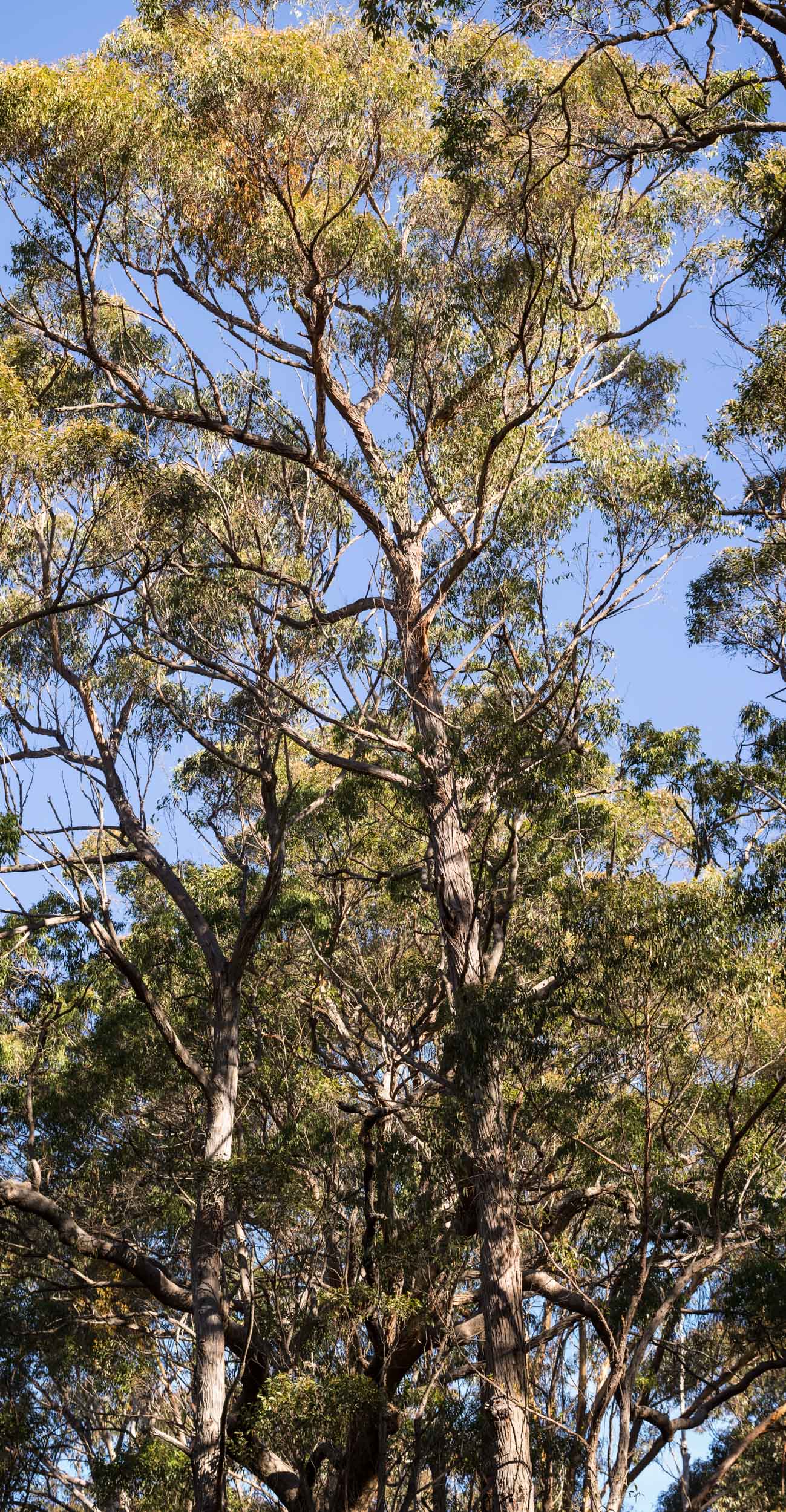   Eucalyptus globoidea  