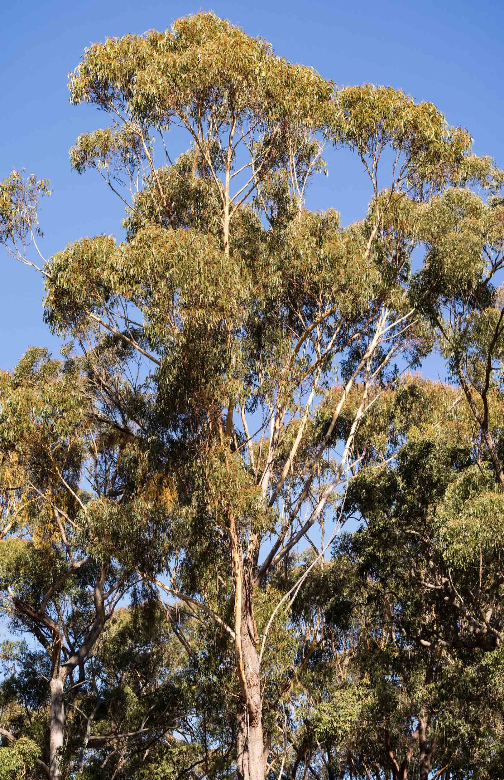   Eucalyptus sieberi  