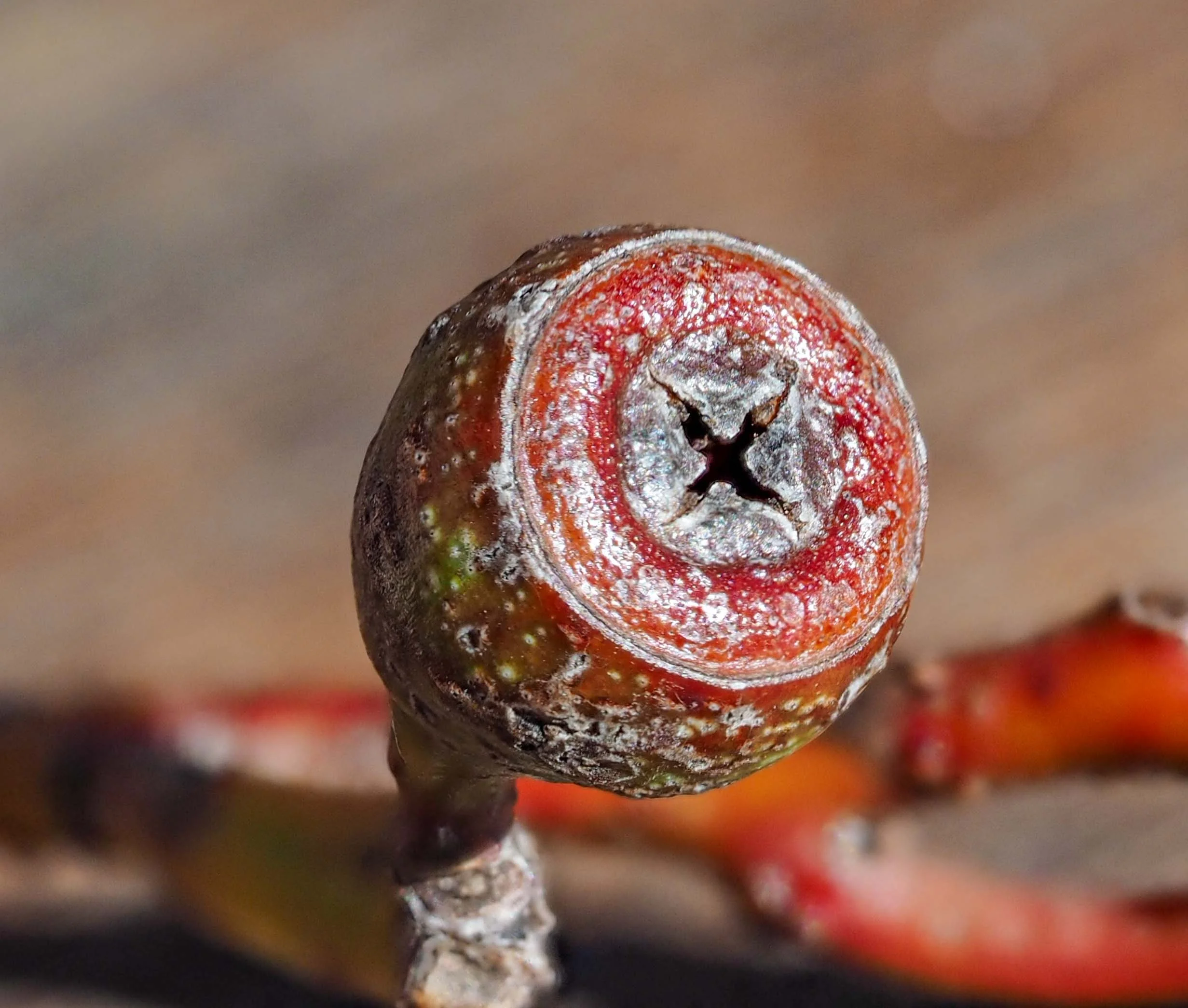 E. sieberi fruit. Crimson Rosellas can often be heard in the crowns of tall trees, breaking open the fruit to get to the seeds then allowing the empty fruit to drop to the ground.
