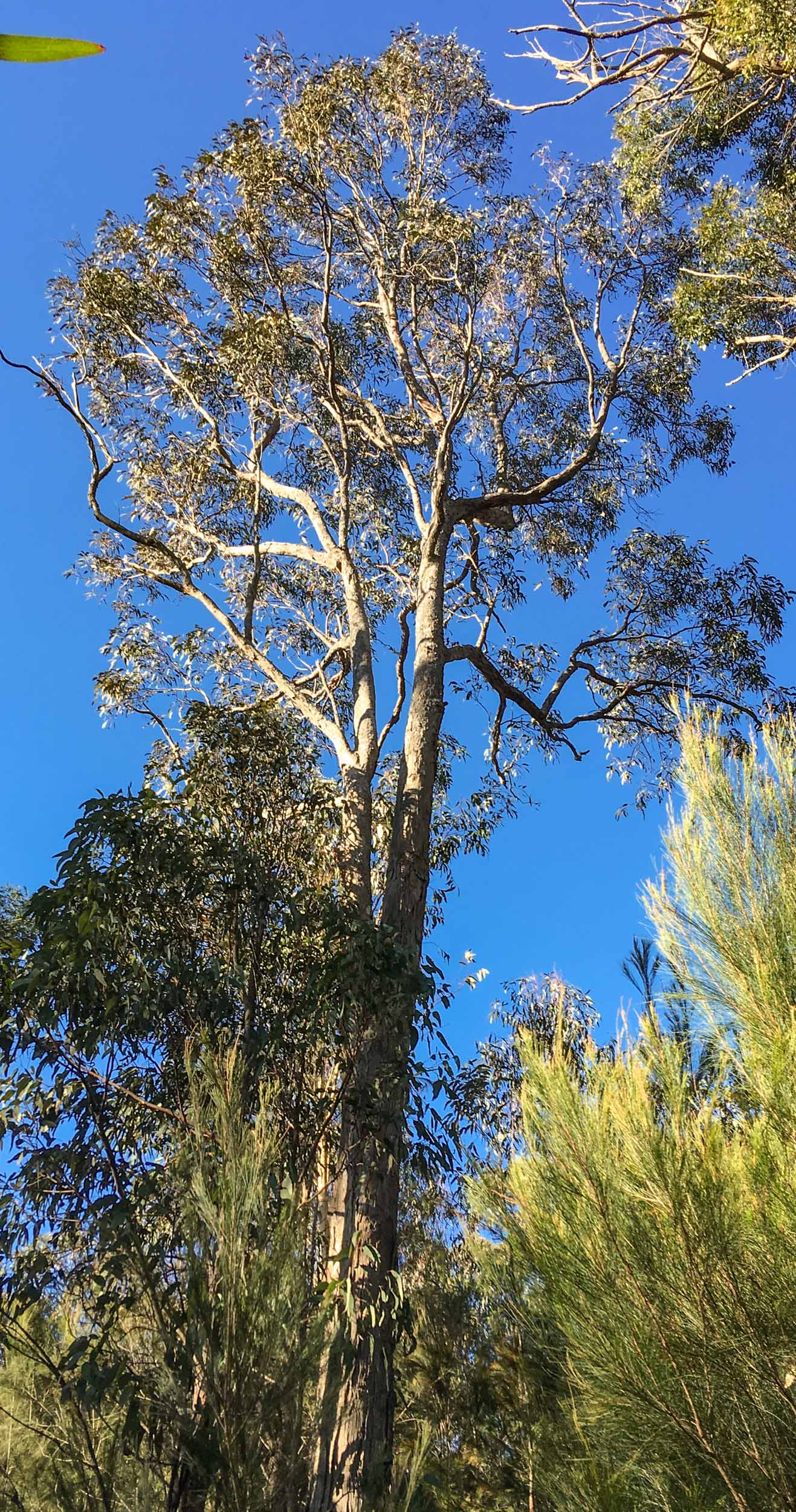   Eucalyptus longifolia  