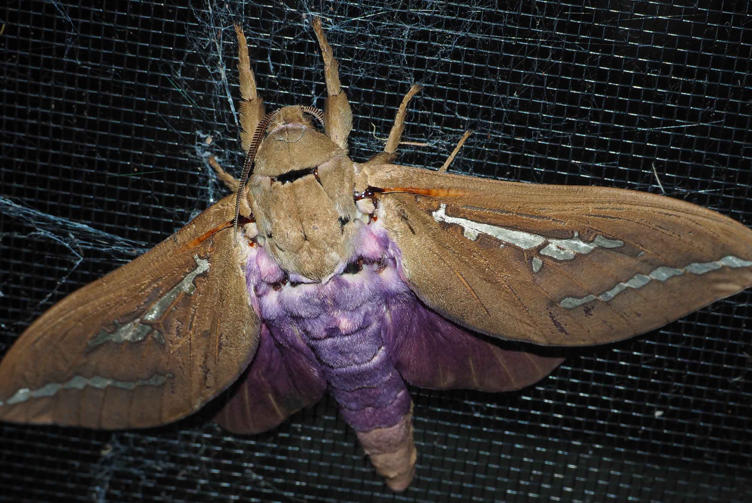 Abantiades hyalinatus