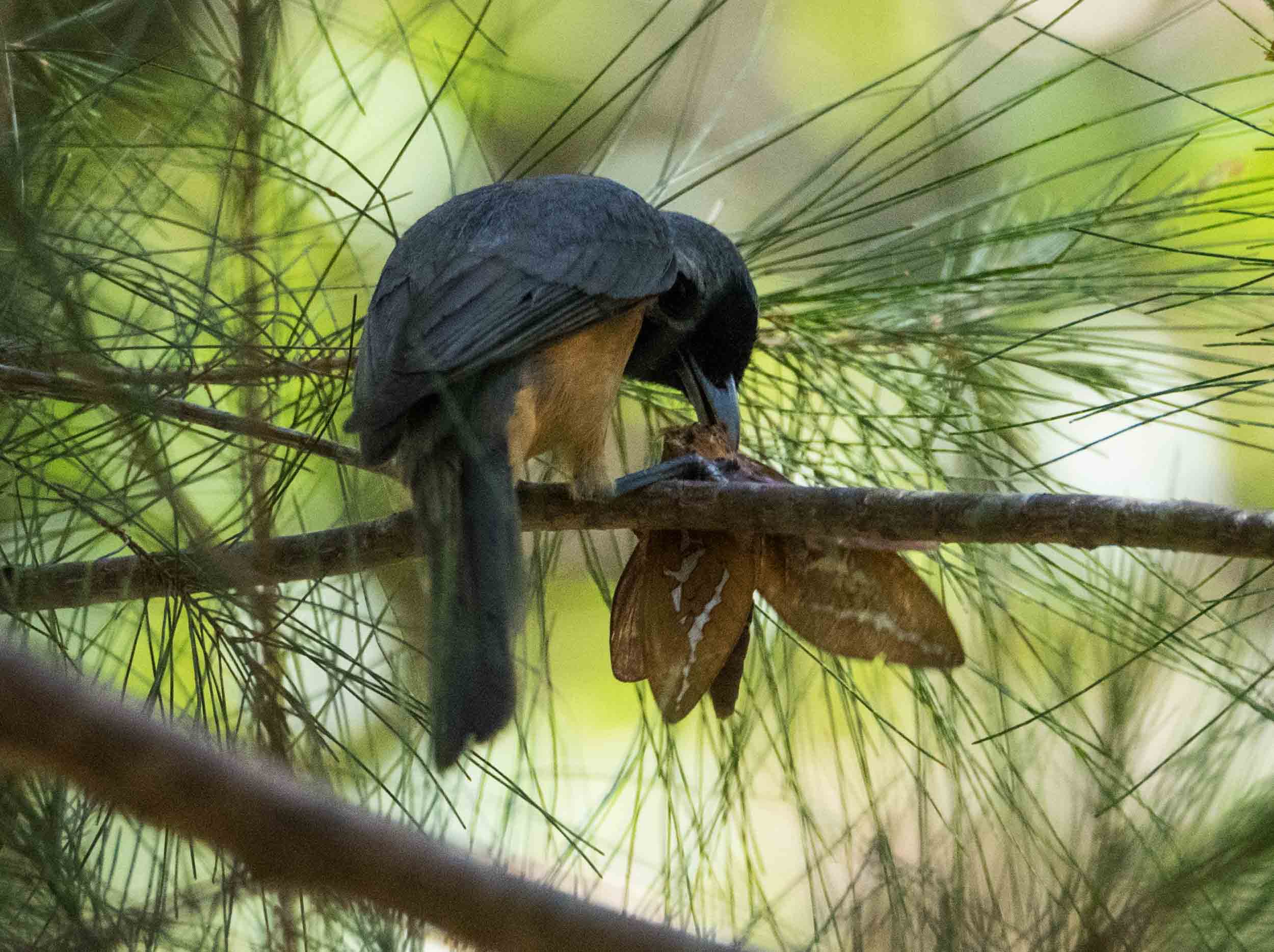 Black-faced Monarch