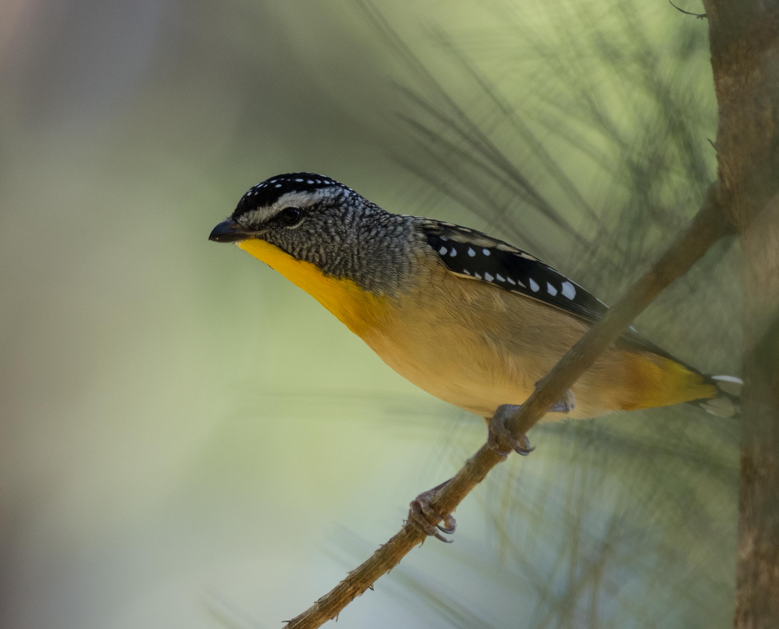 Spotted Pardalote