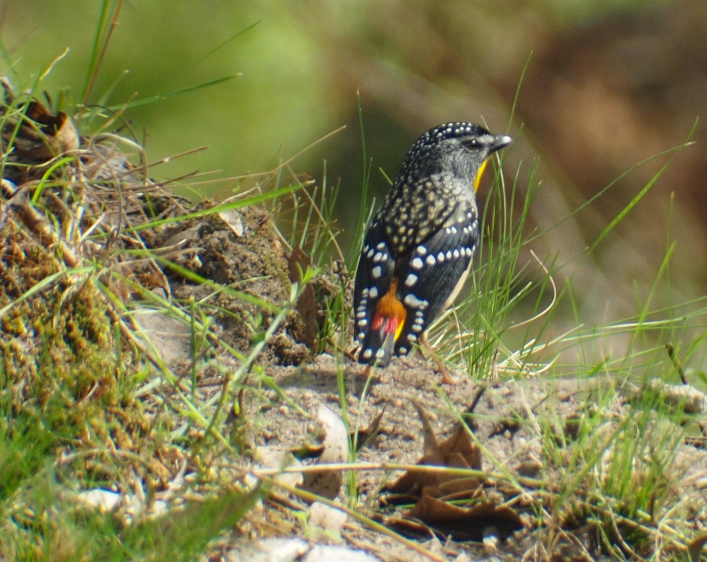 Spotted Pardalote