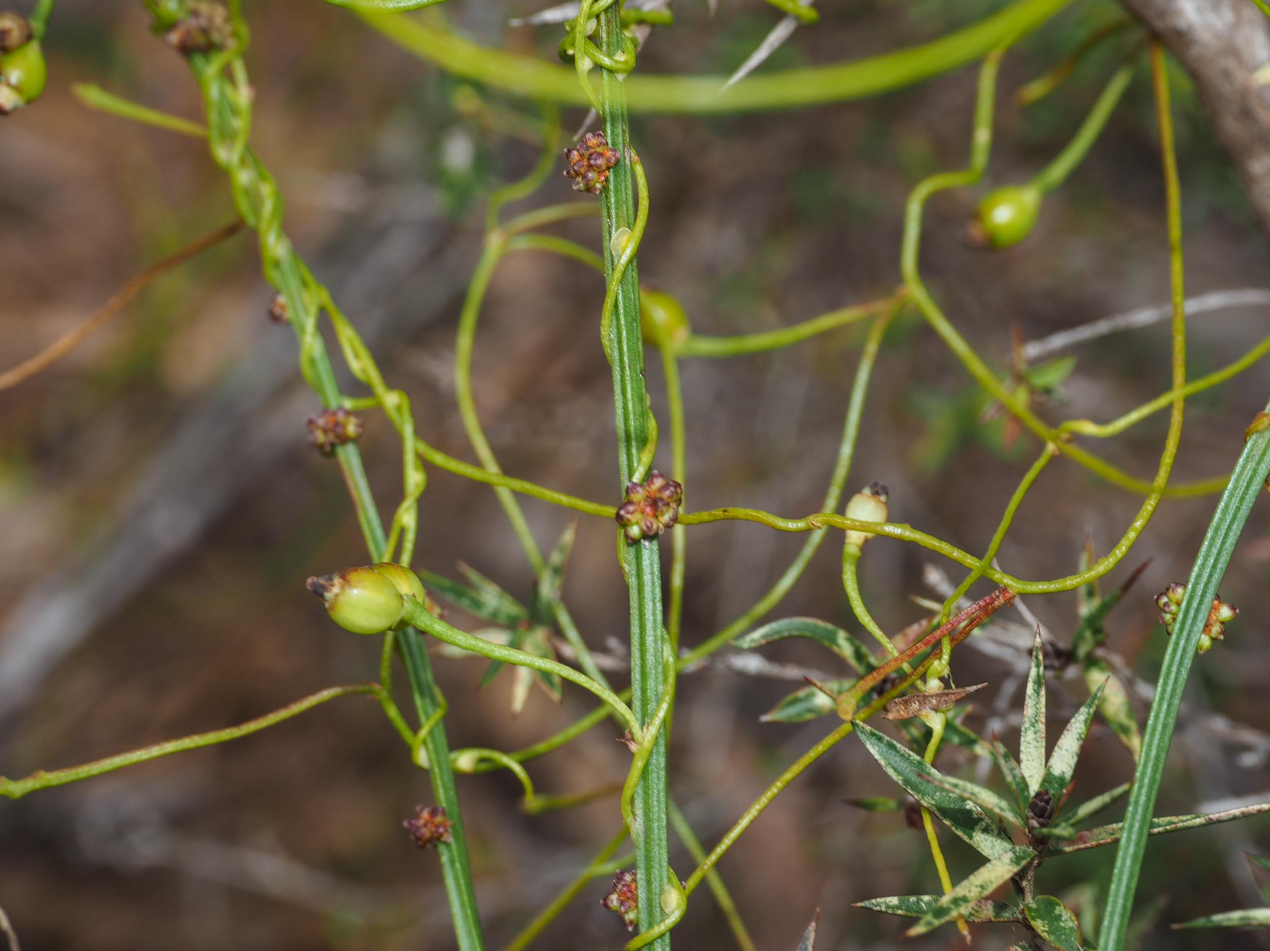  Typical growth habit of  Cassytha &nbsp;- twining around the stems of  Amperea xiphoclada , the Broom Spurge. 