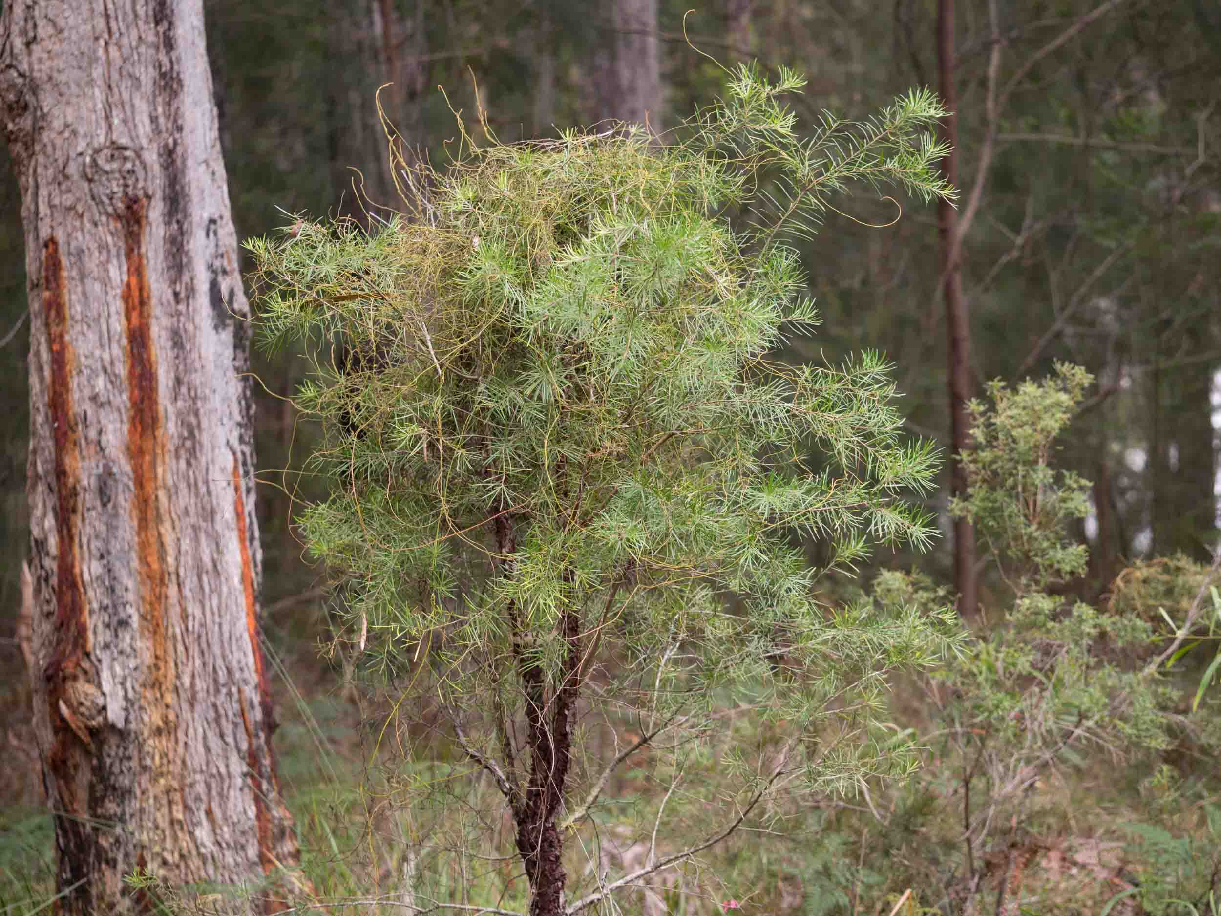 In this case, Cassytha has parasitised a small Geebung ( Persoonia linearis ), twining around the whole tree.