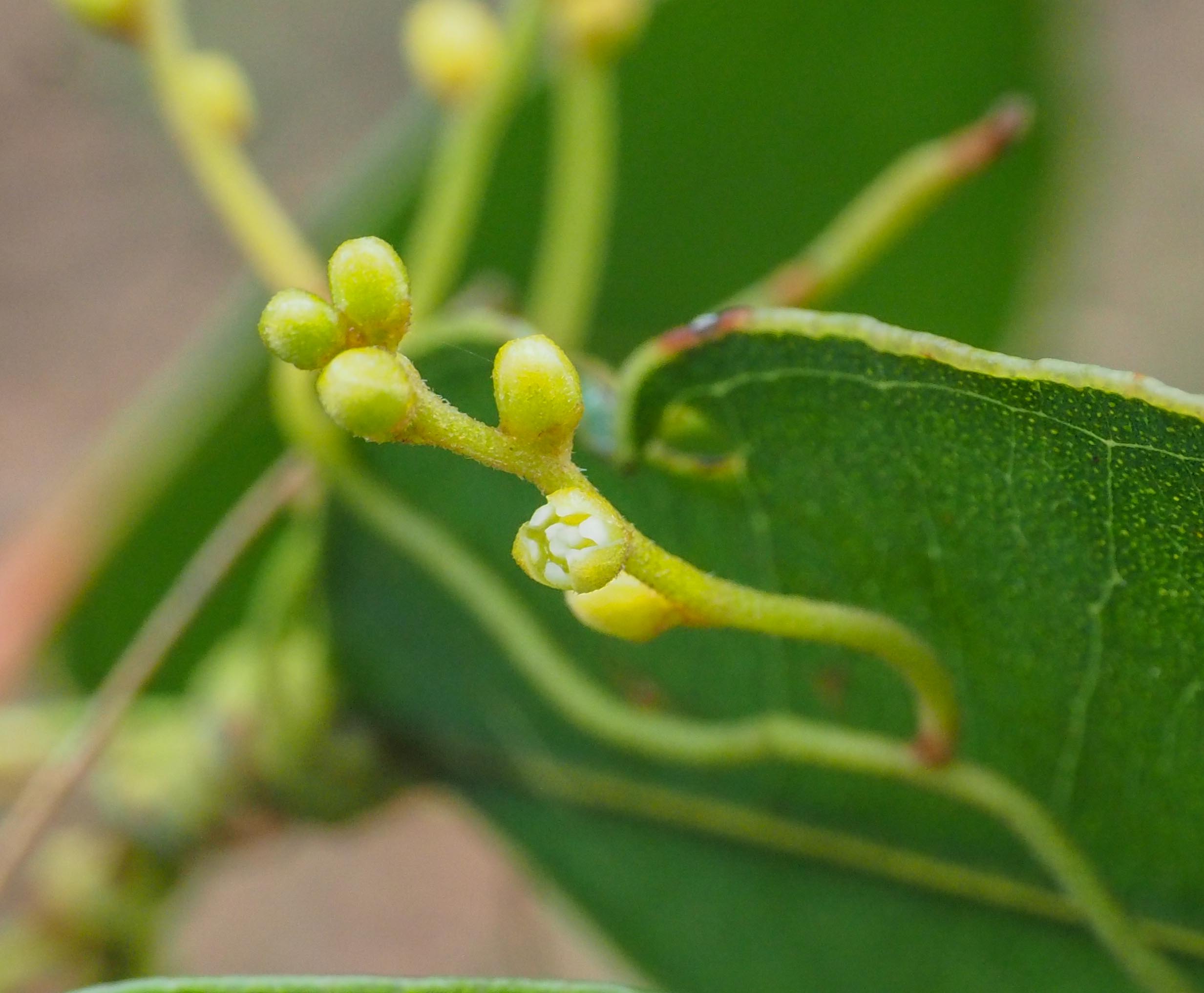 Cassytha flower buds 