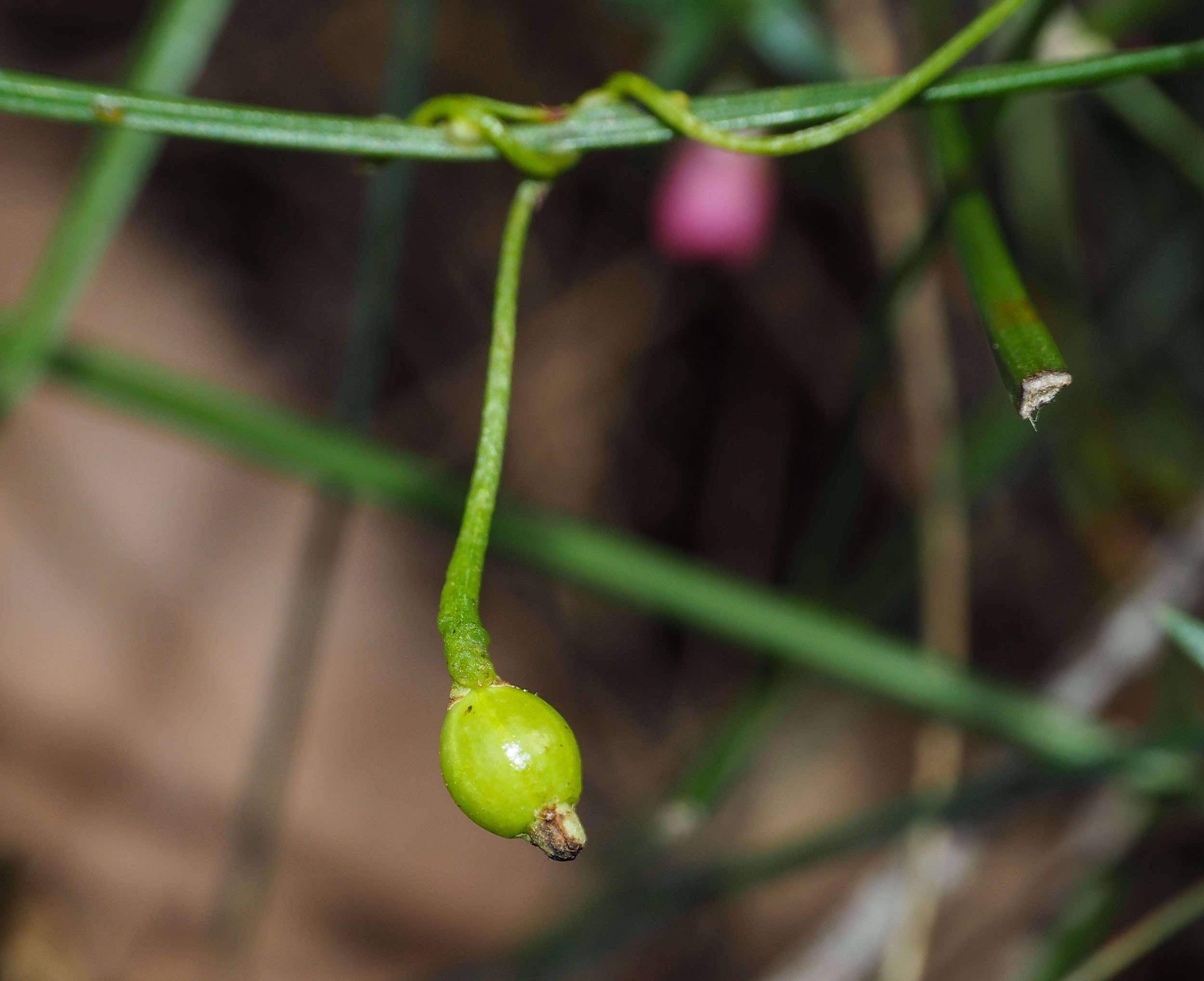 The Cassytha fruit.