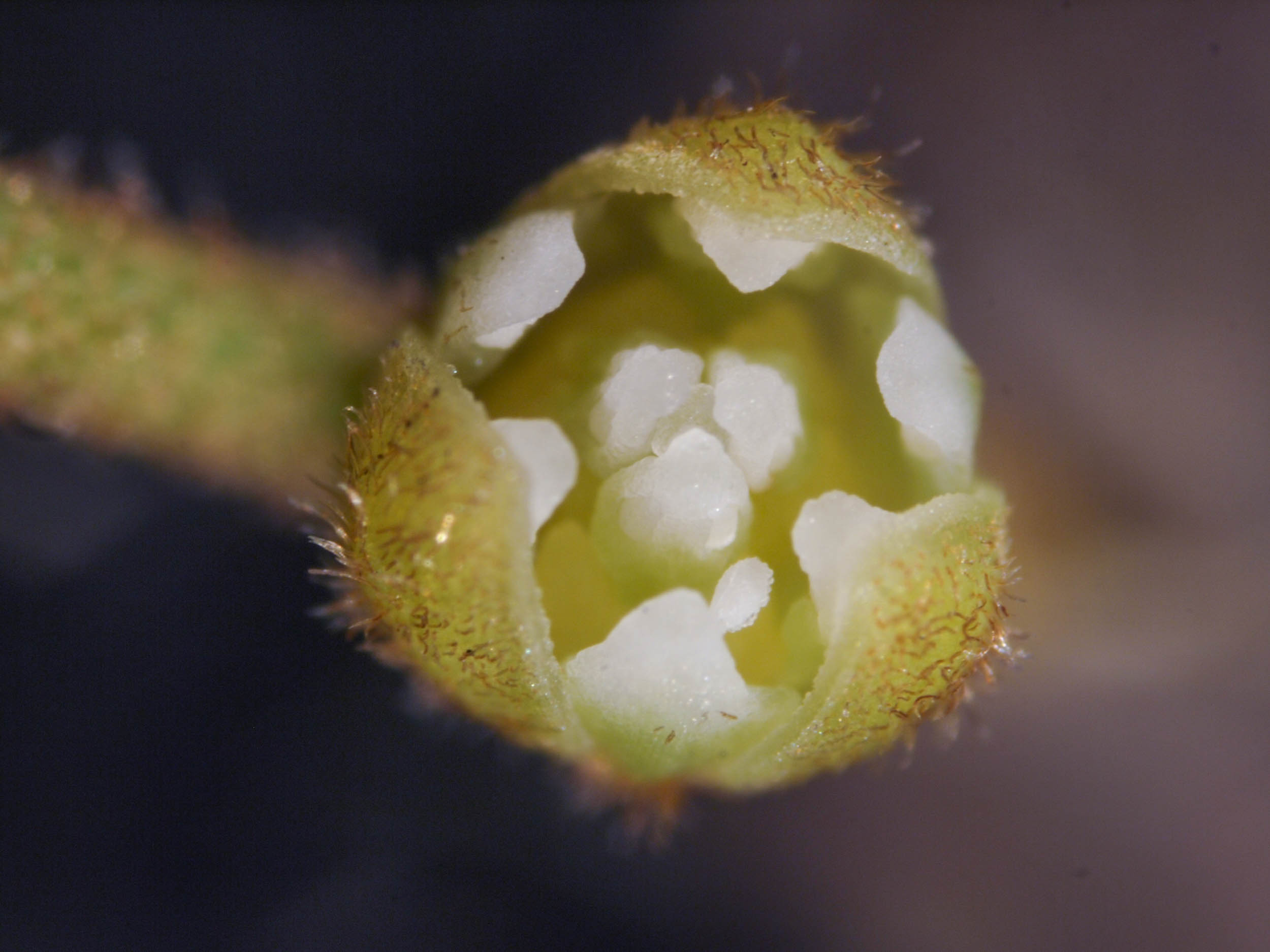 A close look at one of the tiny opened Cassytha flowers.