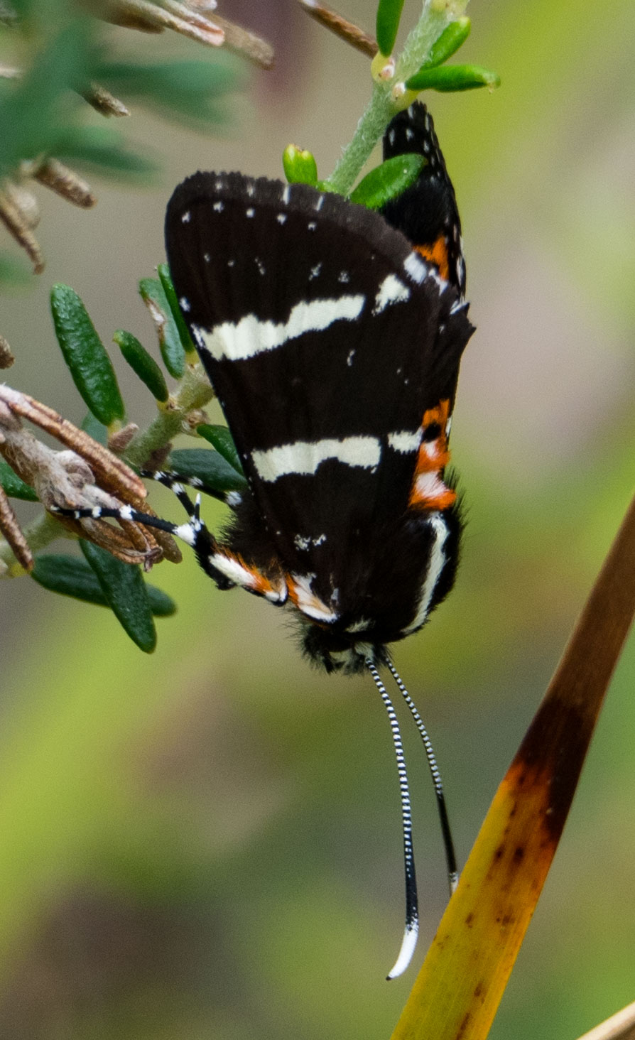  The Common Whistling Moth  Hecatesia fenestrata  chooses  Cassytha  as one of the host plants for its caterpillar. 