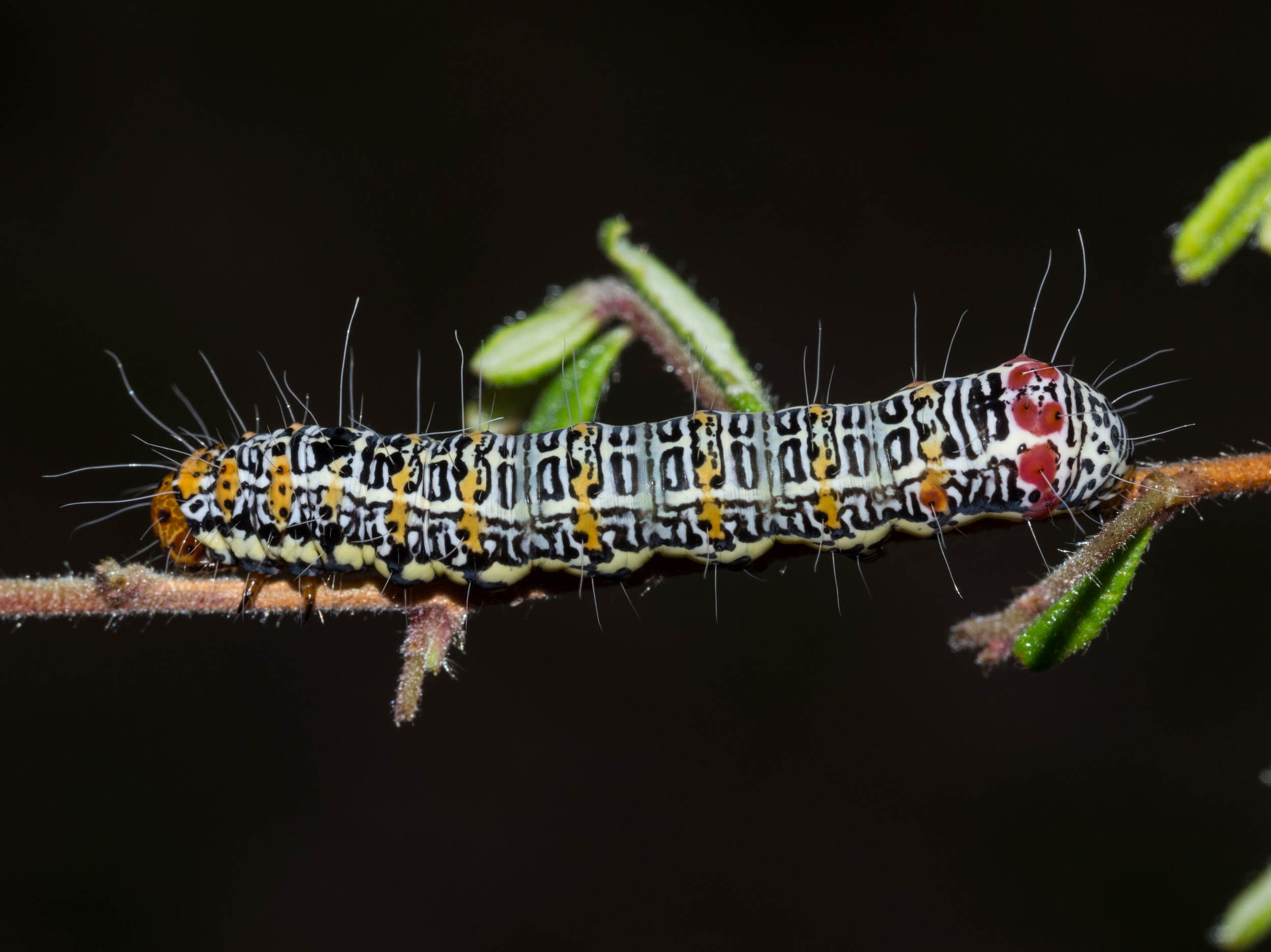  The caterpillar of  Hecatesia fenestrata , pictured here on  Hibbertia aspera , also eats  Cassytha  stems. 