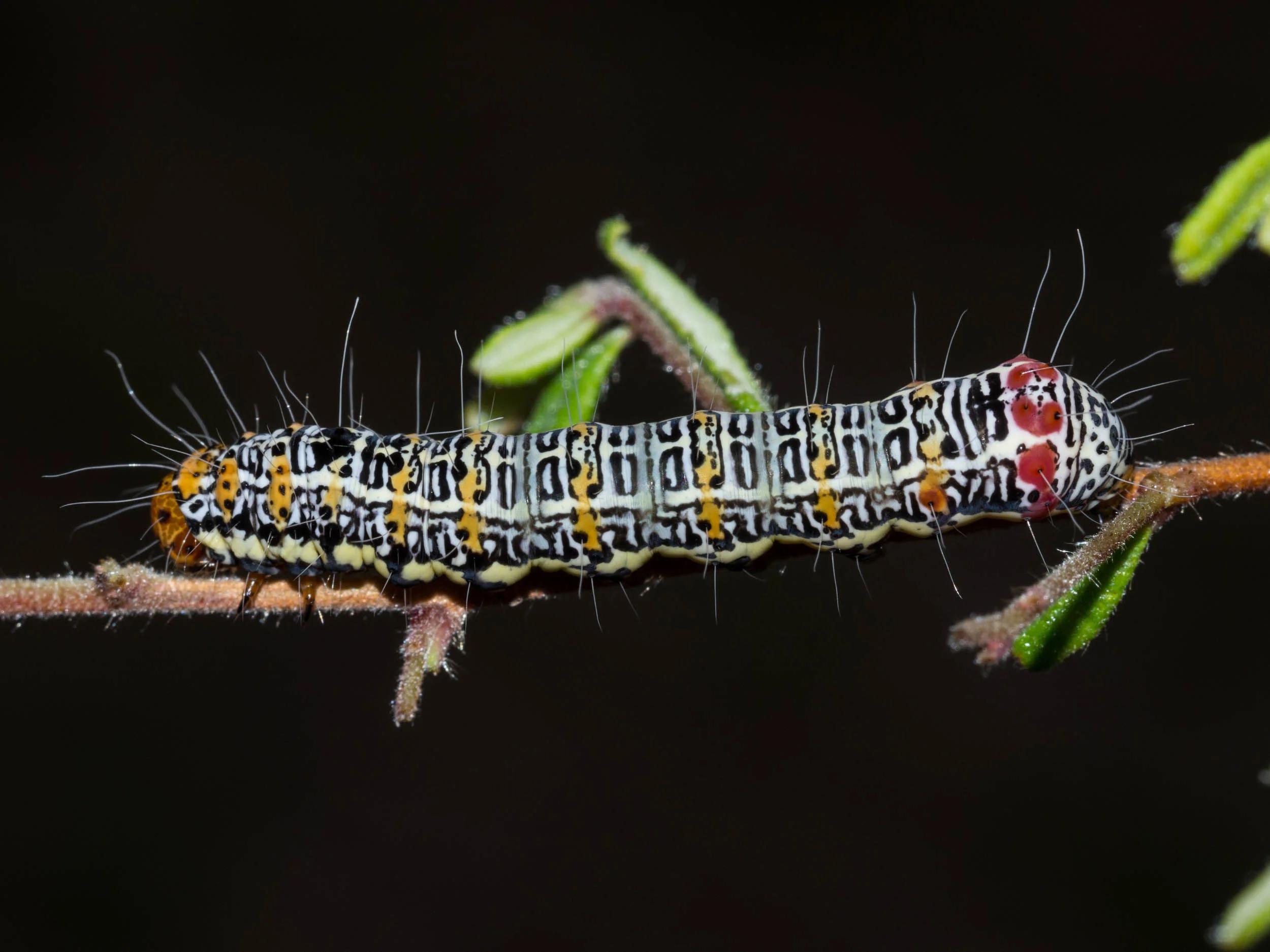 The caterpillar of Hecatesia fenestrata , pictured here on Hibbertia aspera , also eats Cassytha stems.