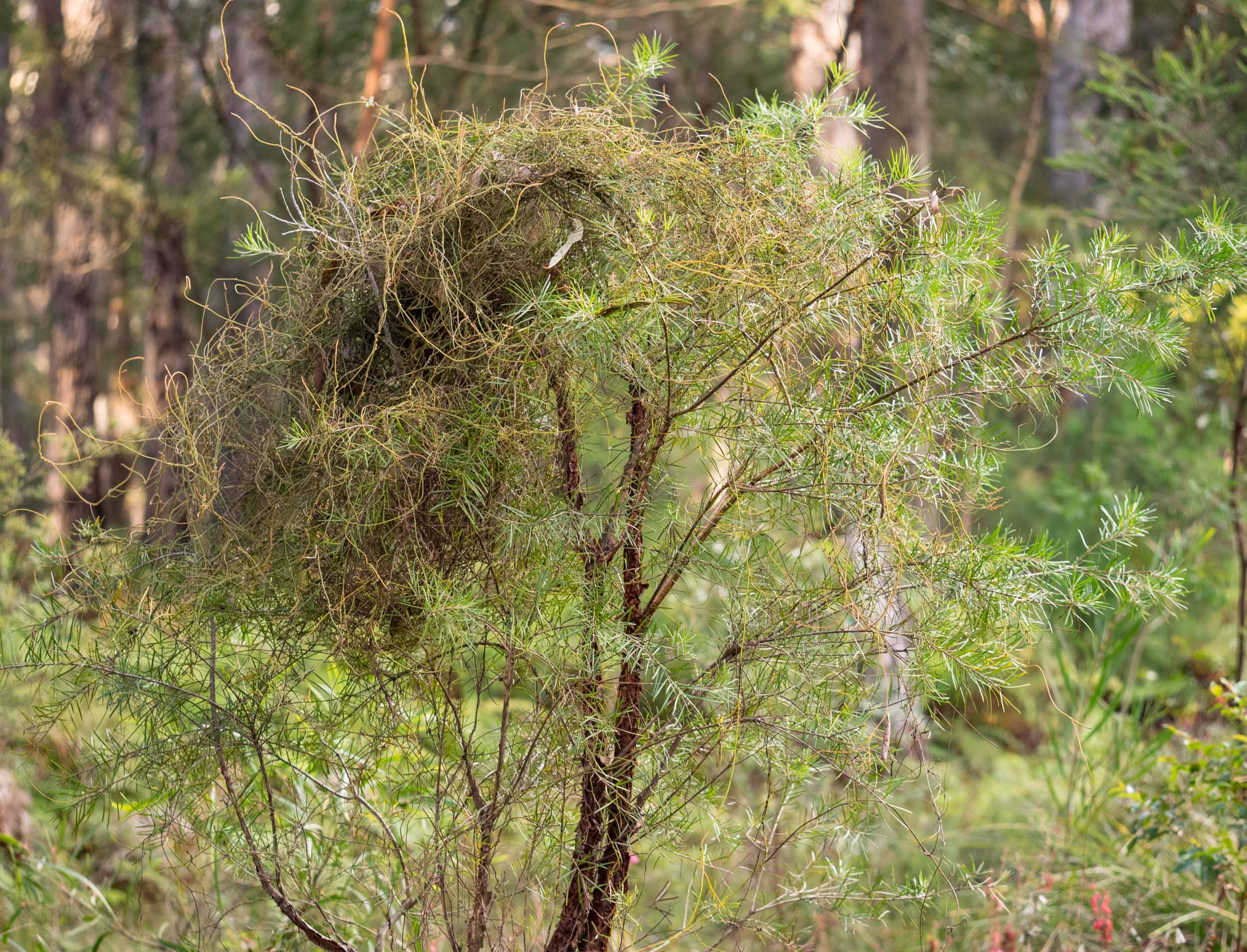  A family of Red-browed Finches has woven the  Cassytha  stems on this Geebung tree into a roosting nest. 