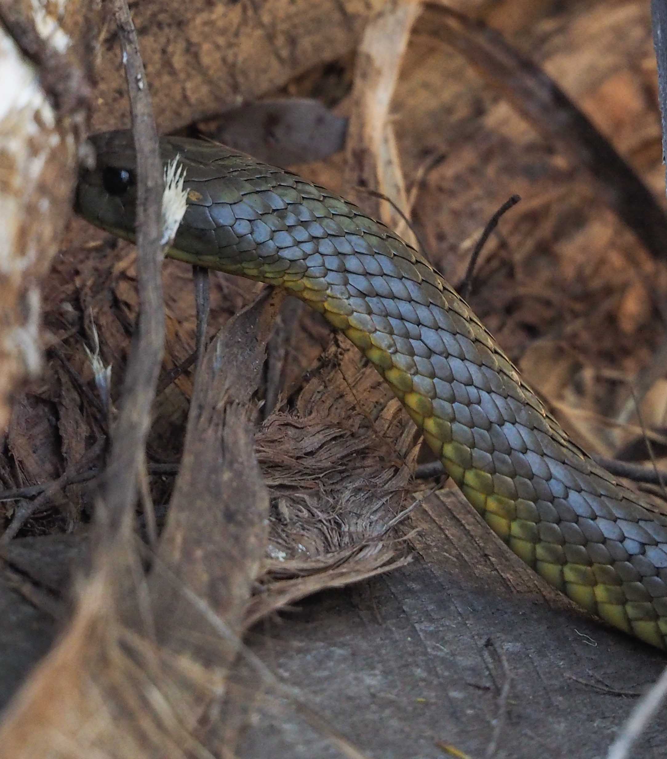 Tiger Snake - shot 2