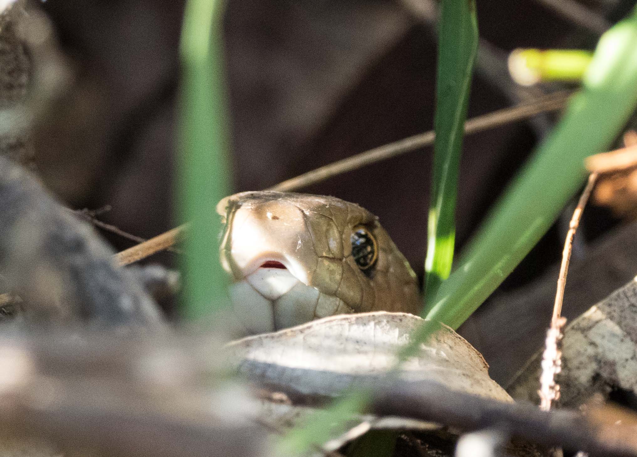 Eastern Brown Snake - shot 2