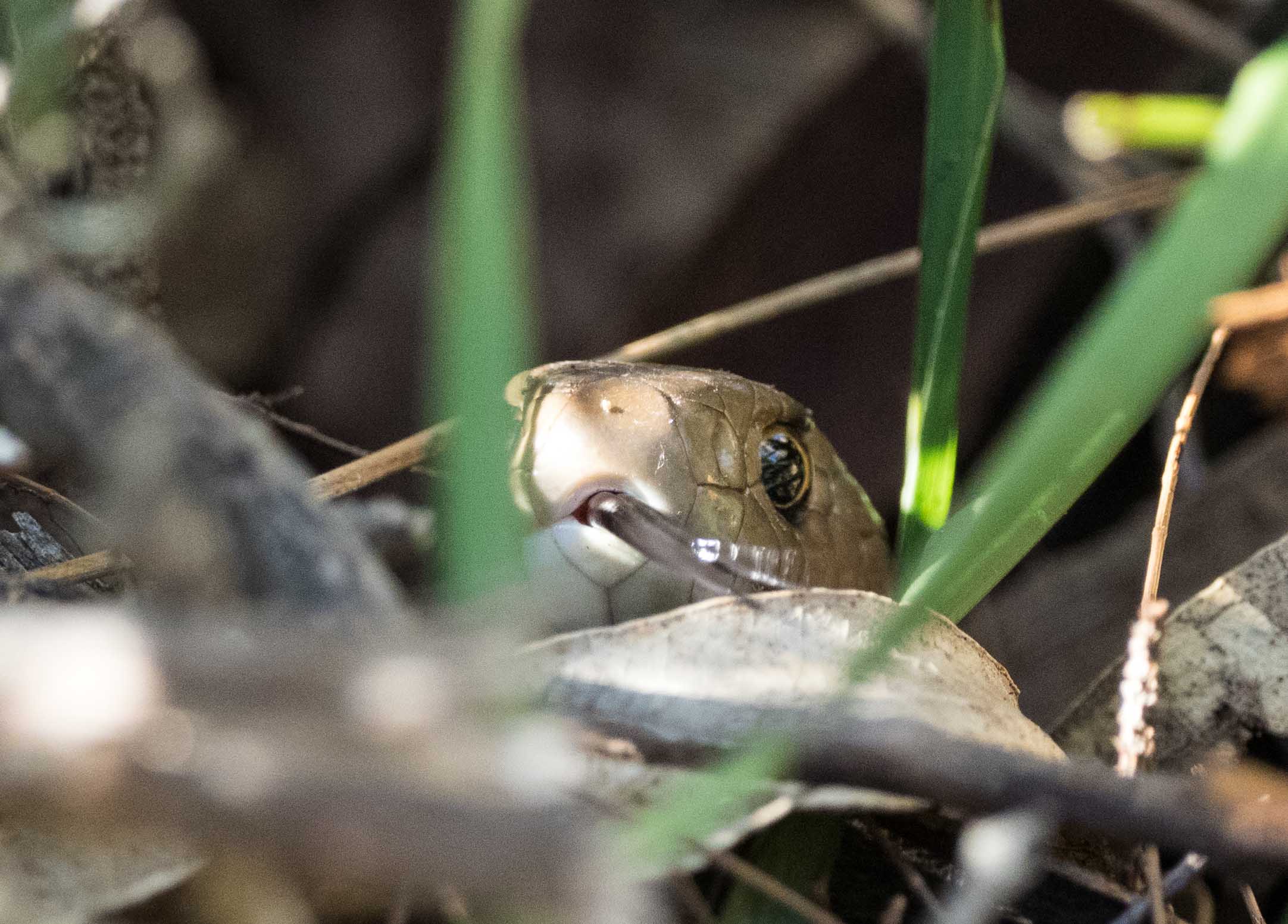 Eastern Brown Snake - shot 3