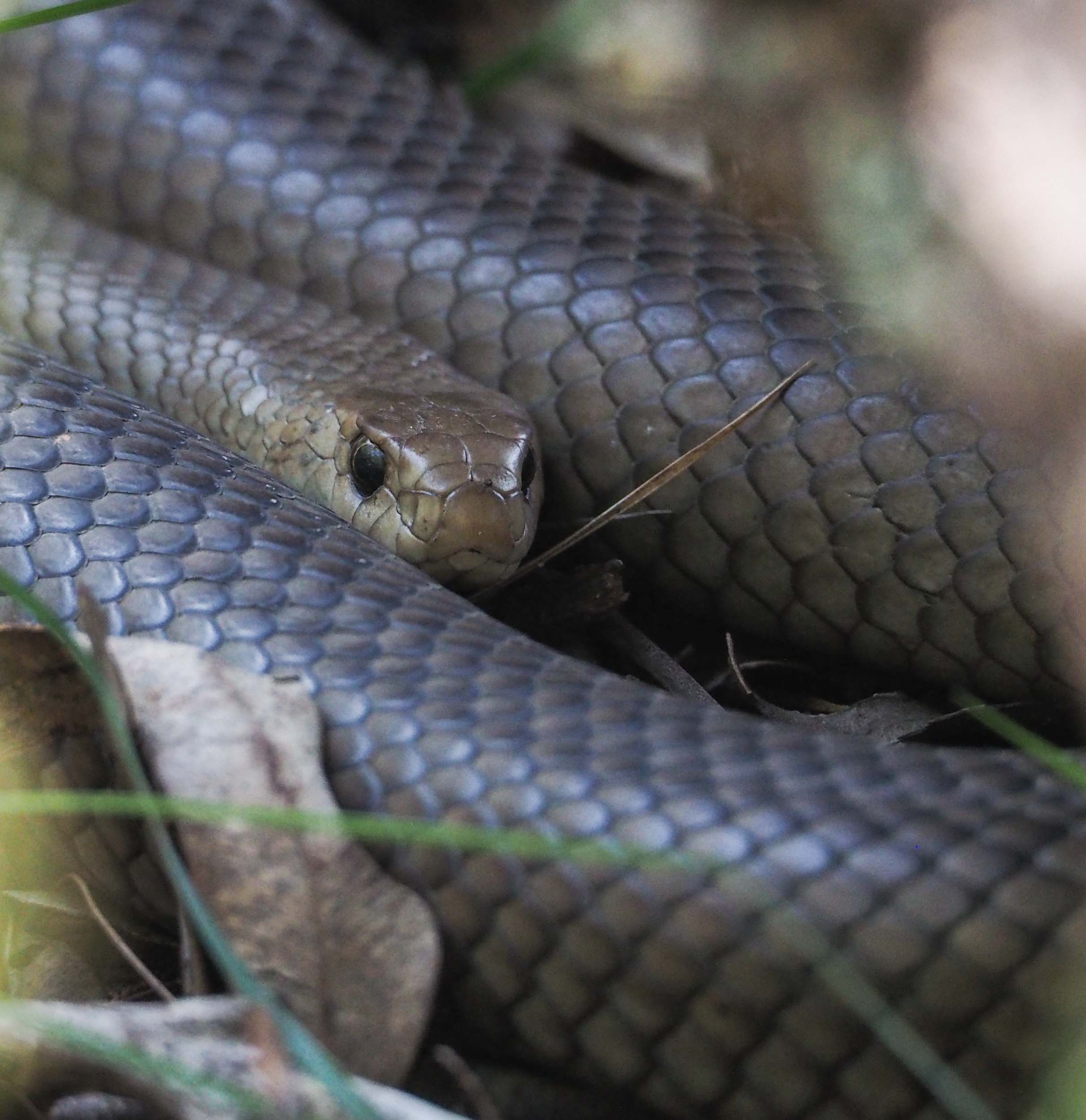 Eastern Brown Snake