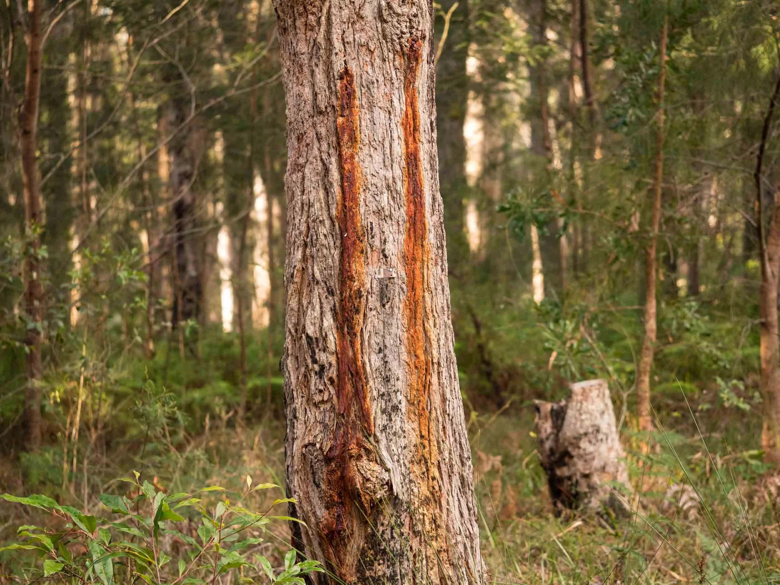 The rough-barked trunk of an Angophora floribunda tree. The brown vertical marks show where sap has been dripping from cuts in the bark made by Yellow-bellied Gliders. The sap is a favoured food of these marsupials.