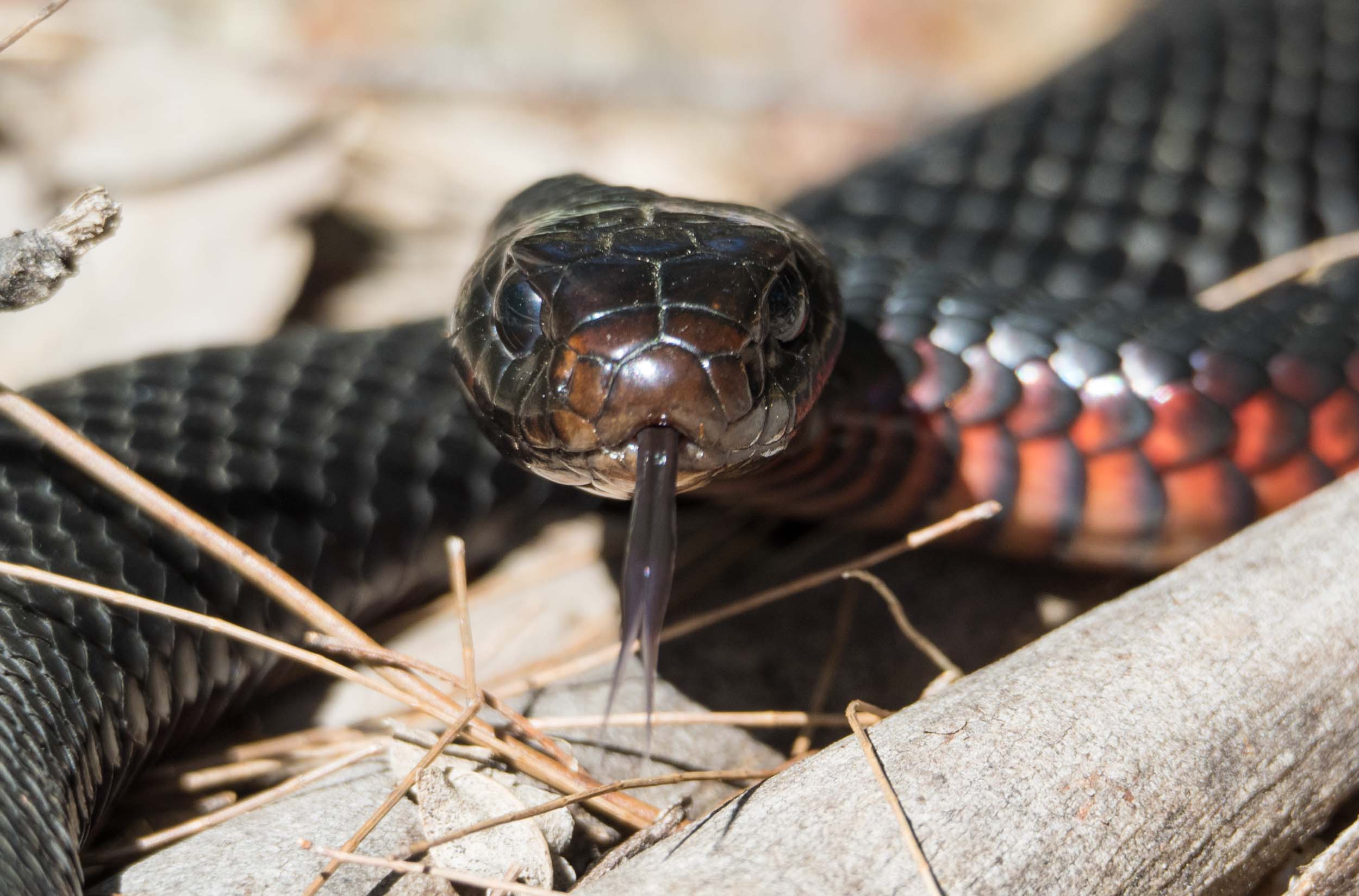 Red-bellied Black Snake