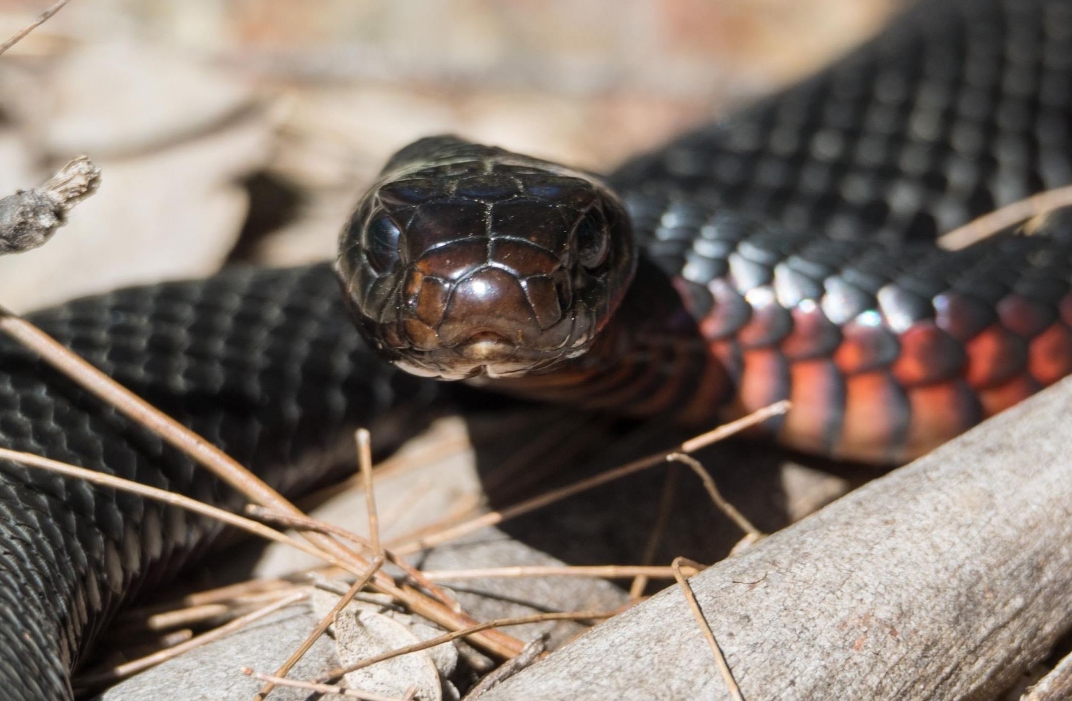 Red-bellied Black Snake