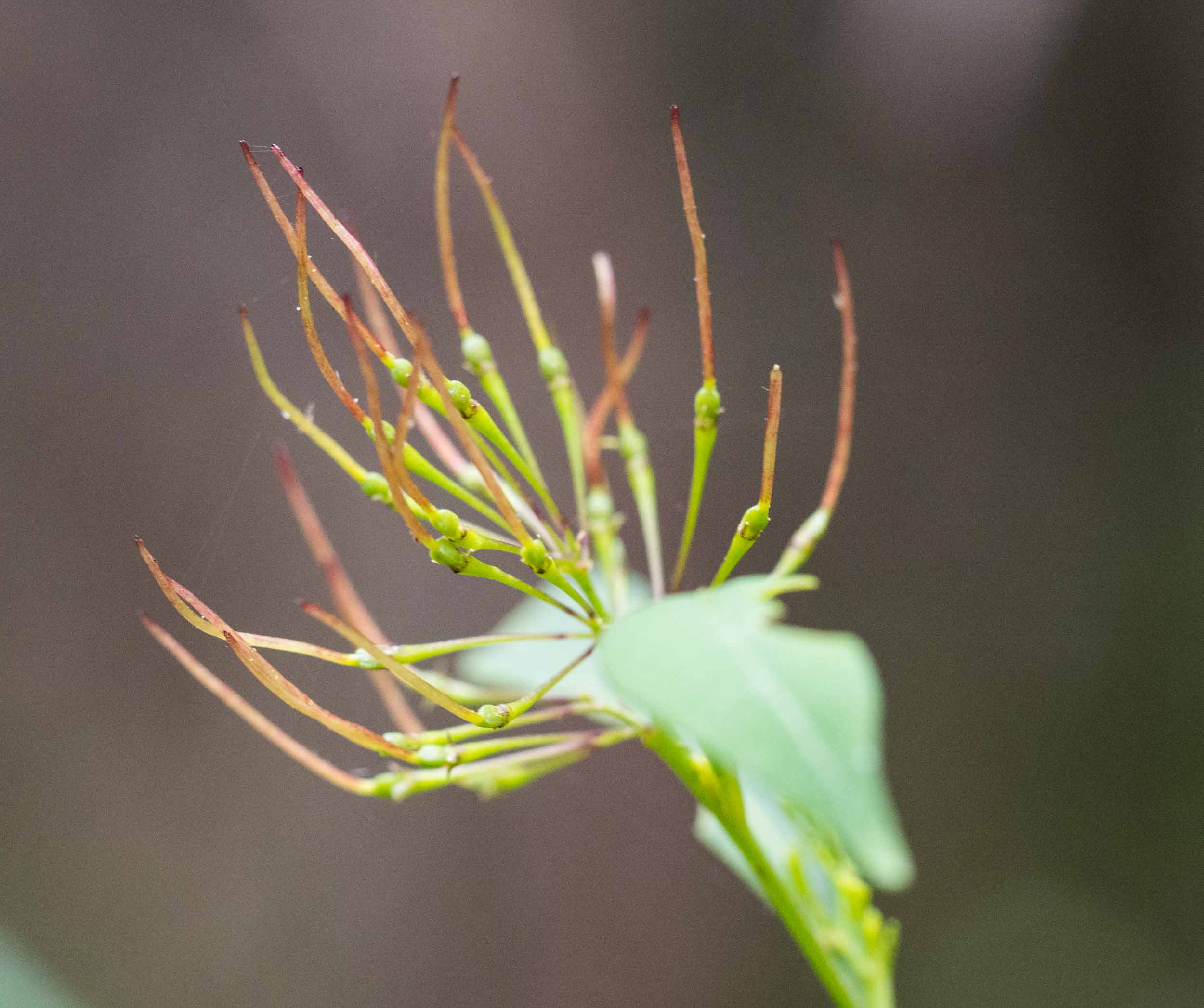 Large-leaf Hop Bush