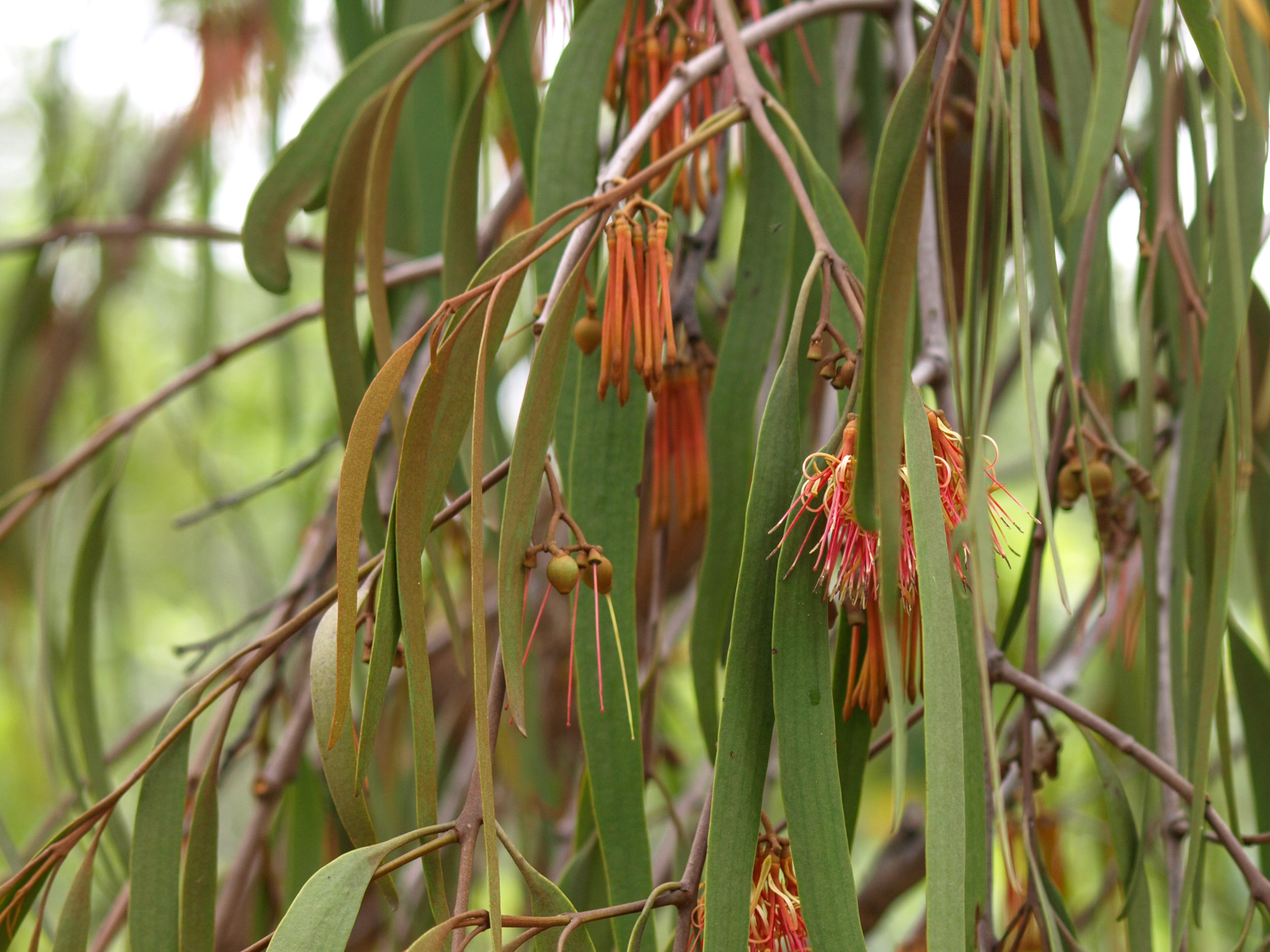 Drooping Mistletoe