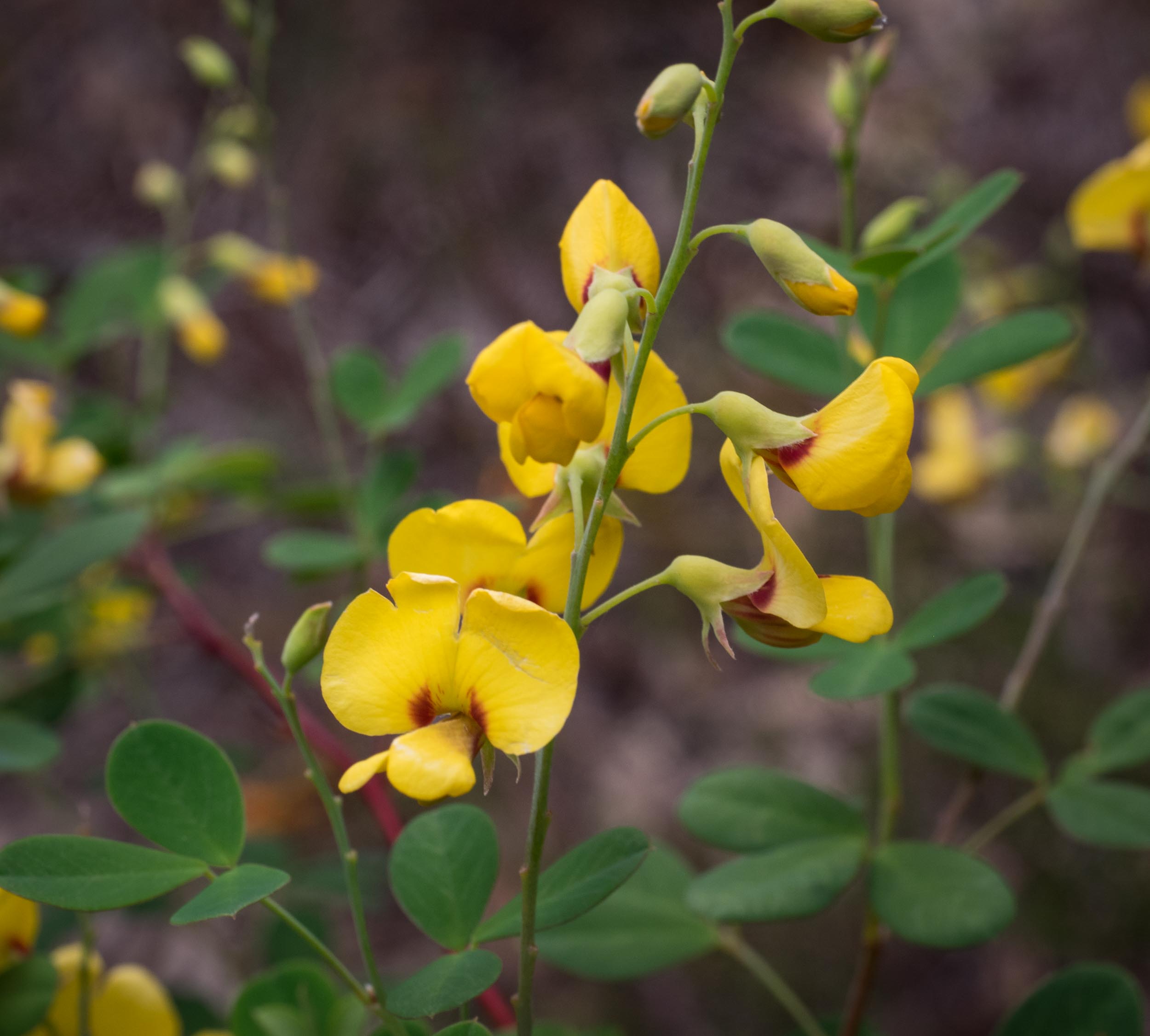 Golden Tip, Clover Tree