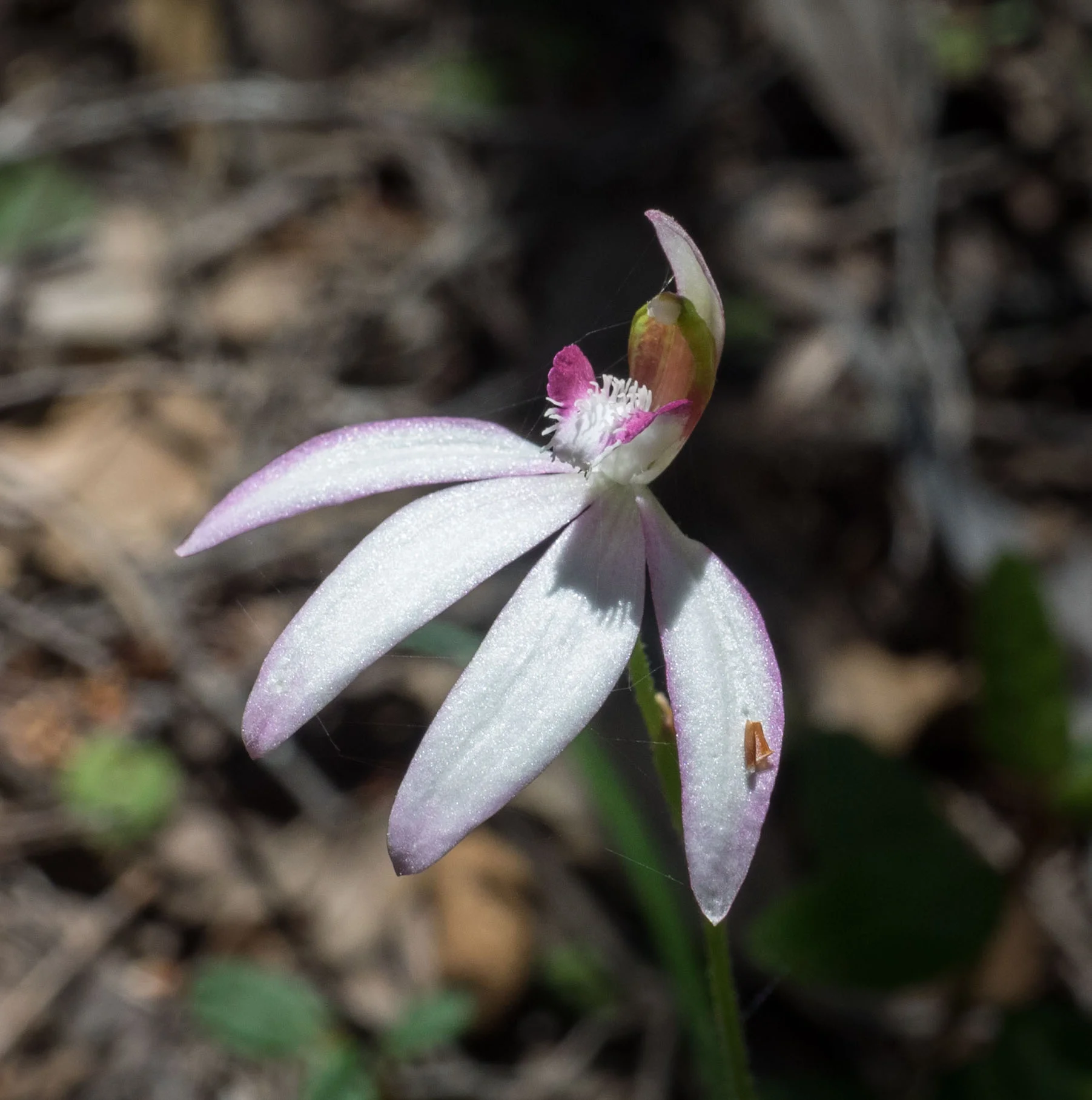 White Fingers Orchid