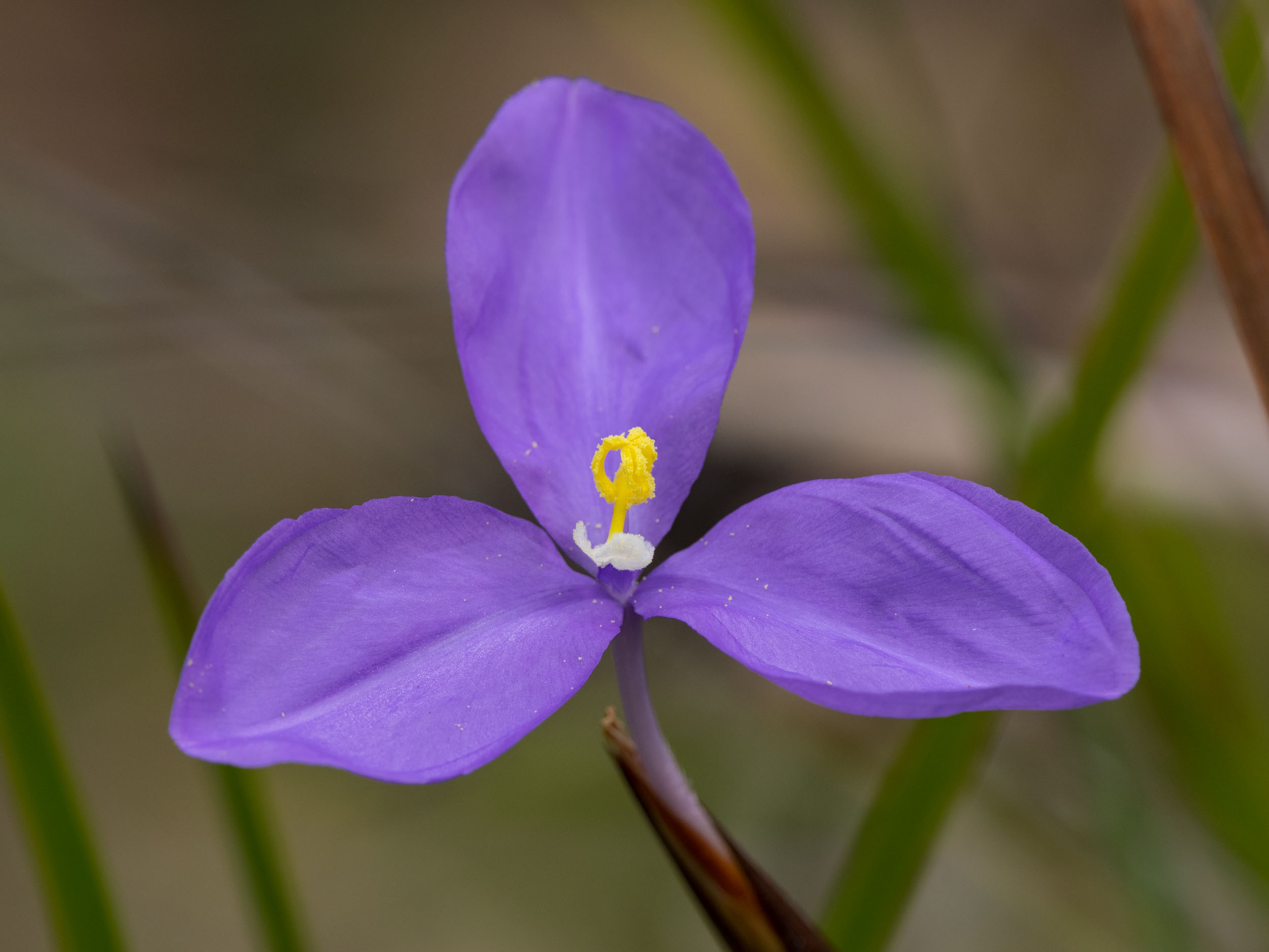 Long Purple Flag