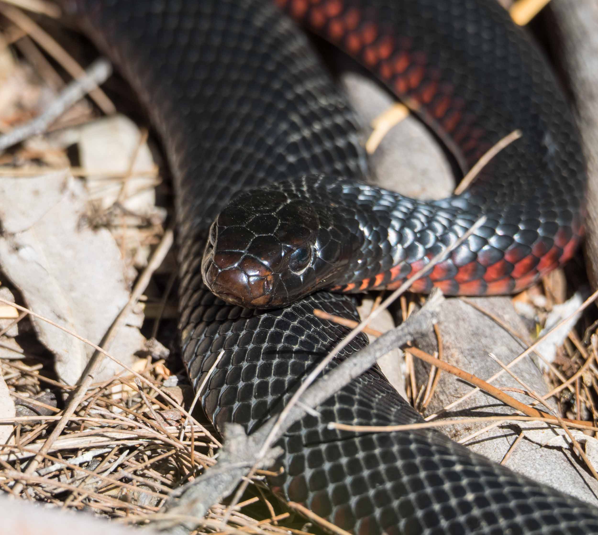 Red-bellied Black Snake 