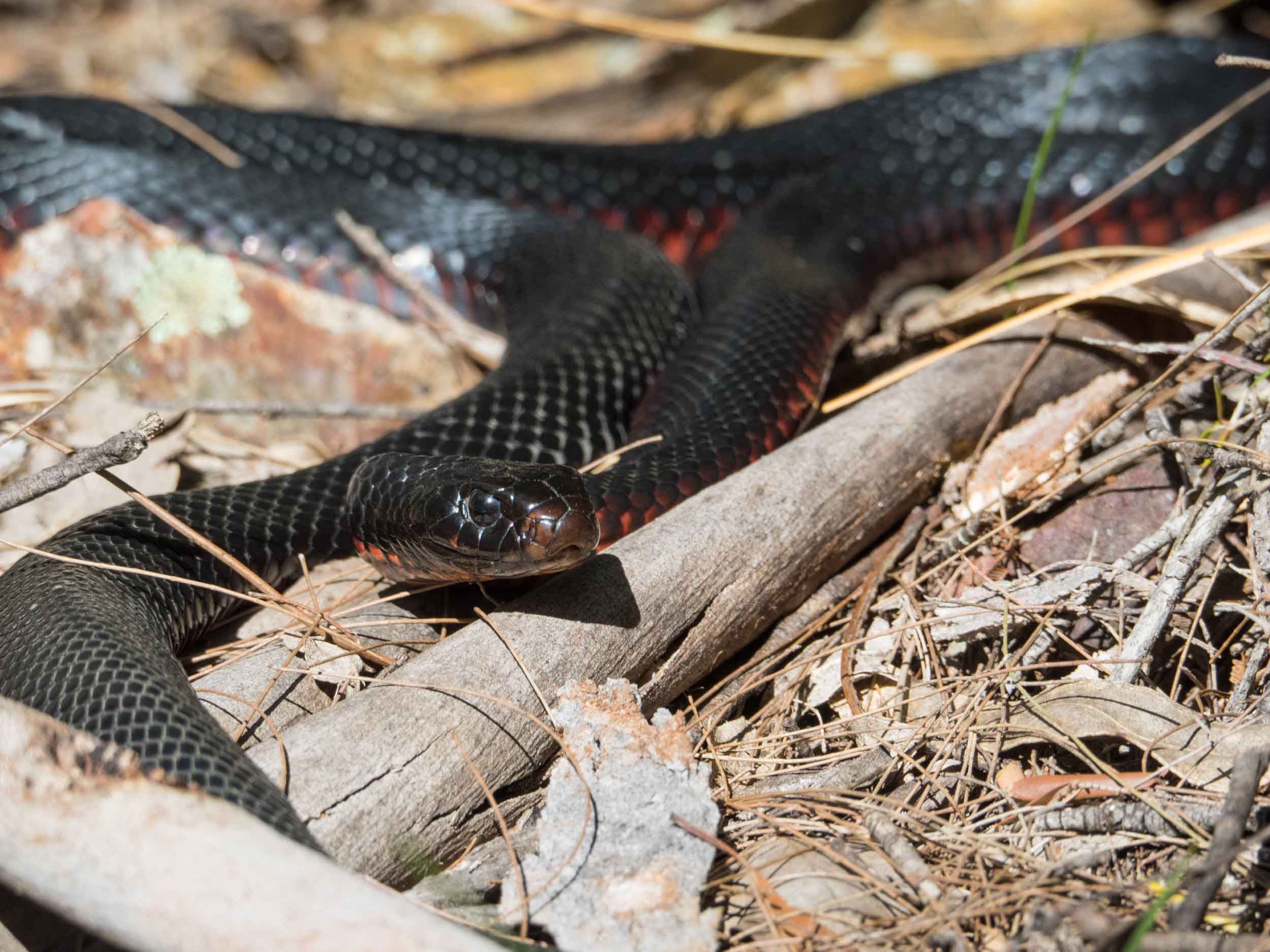 Red-bellied Black Snake 