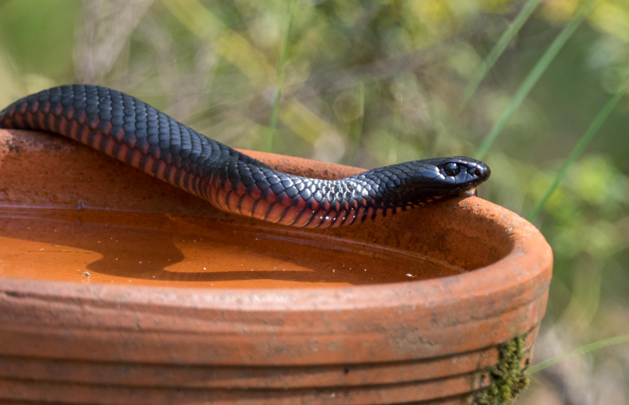 Red-bellied Black Snake