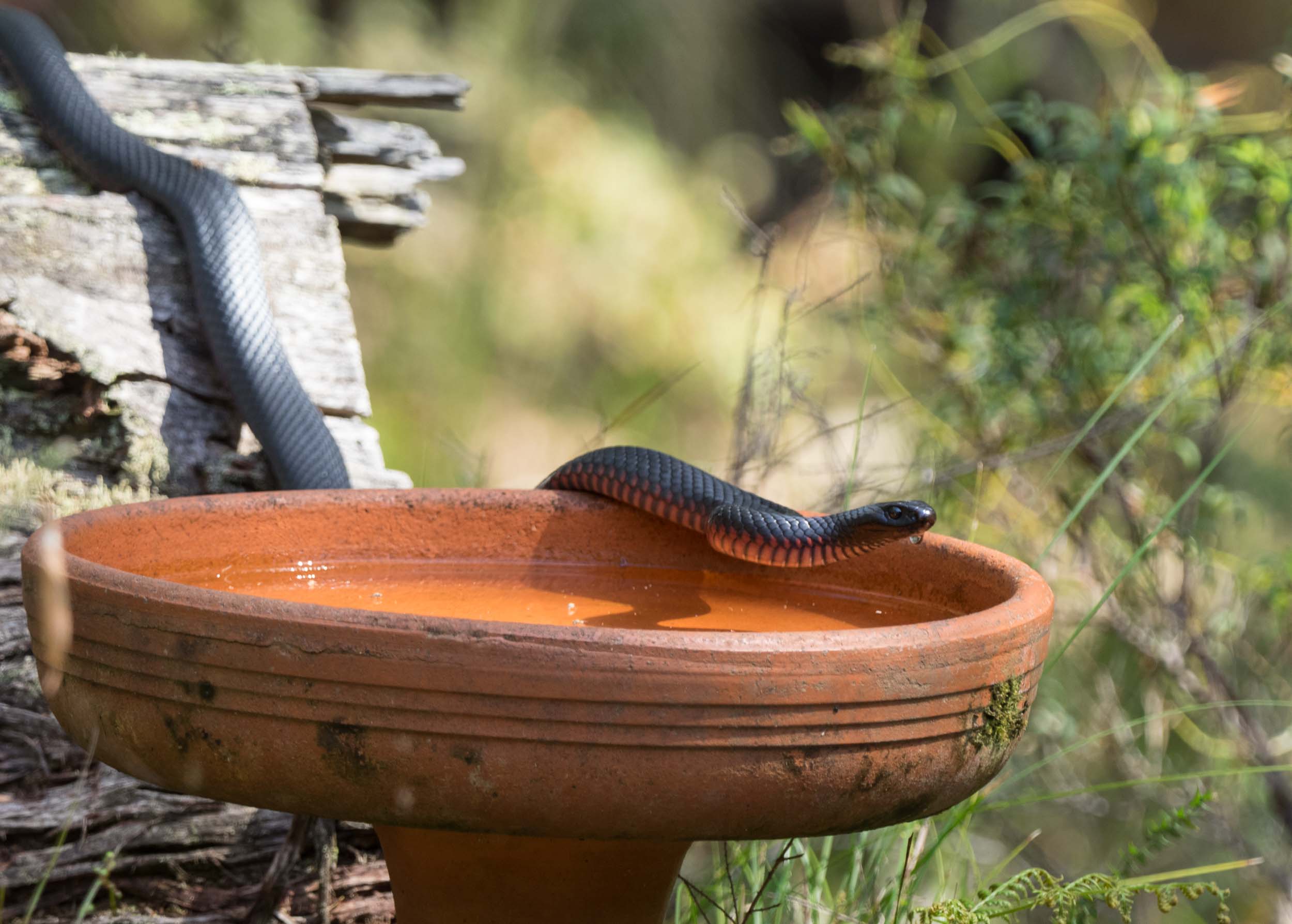 Red-bellied Black Snake 