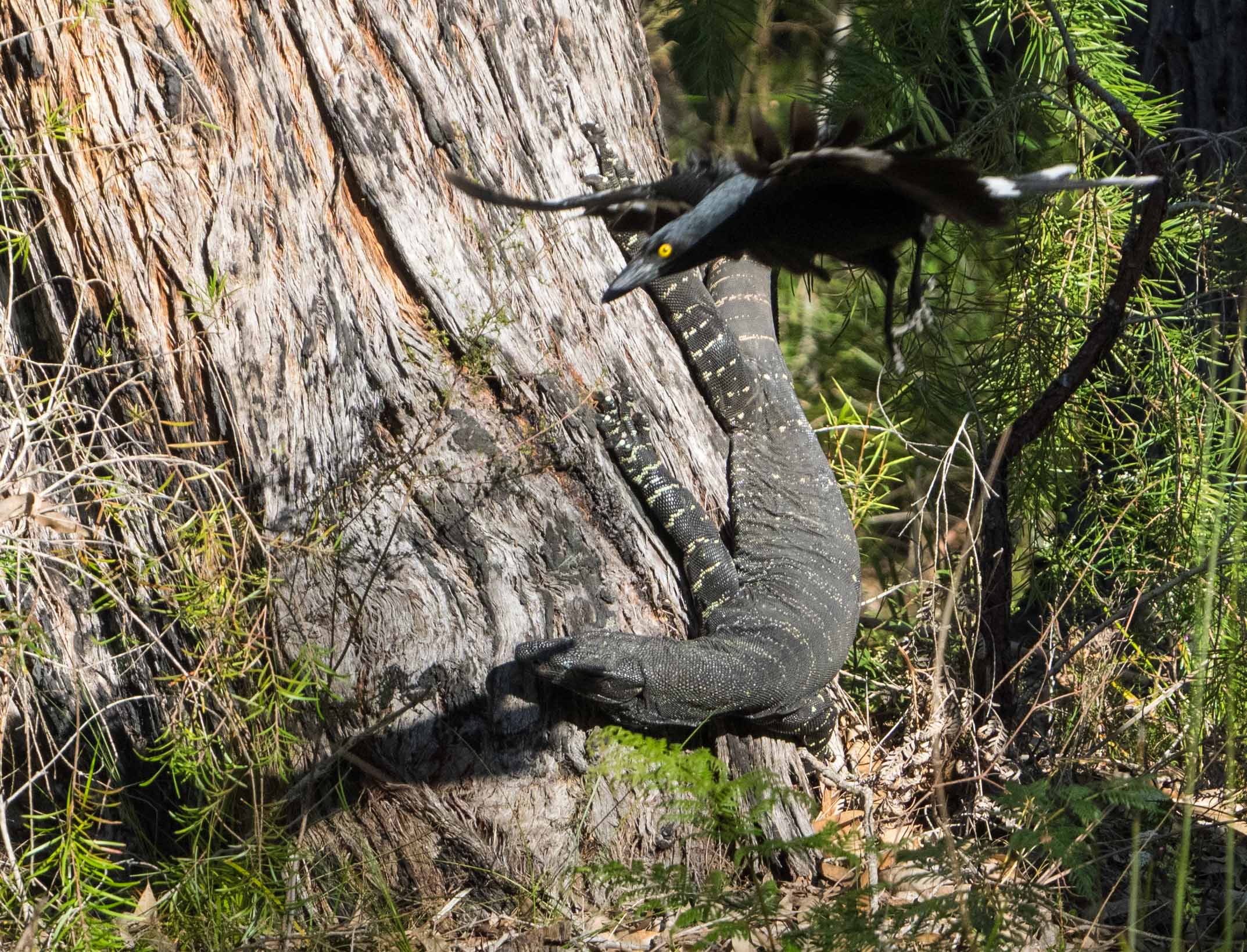 Currawong attack 