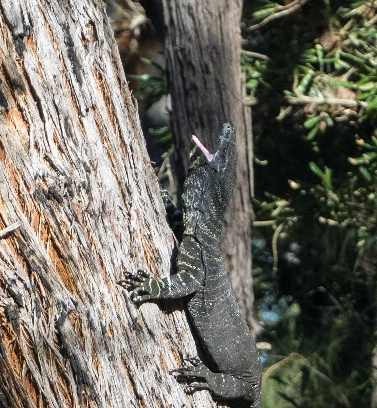 The goanna responds to the screaming Currawong with an impressive, open-mouthed 'hiss'.
