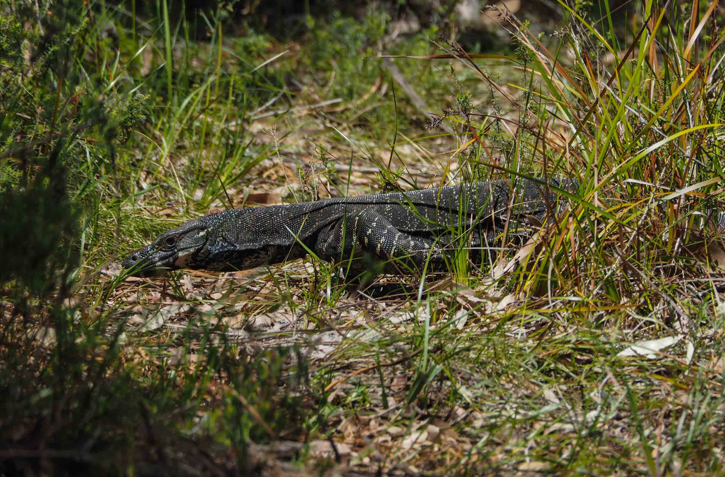 Lace Monitor