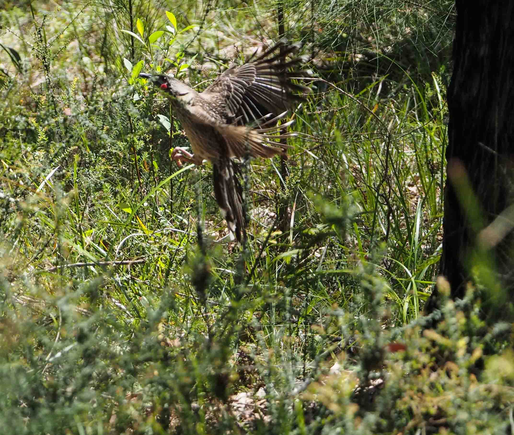 Red Wattlebird