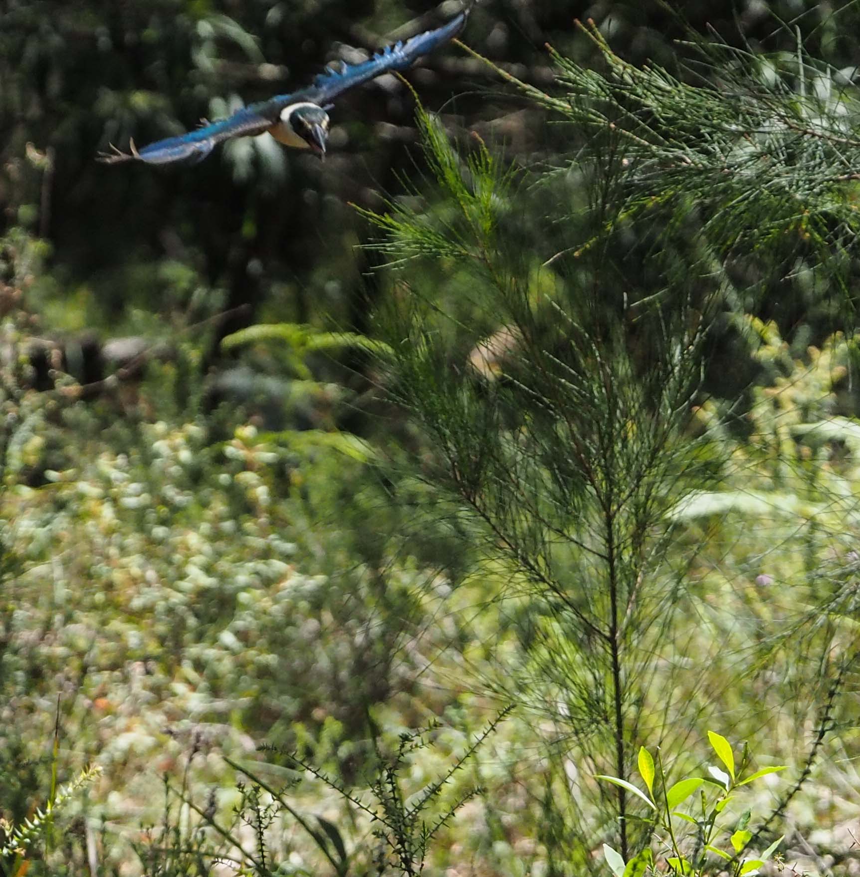 Sacred Kingfisher