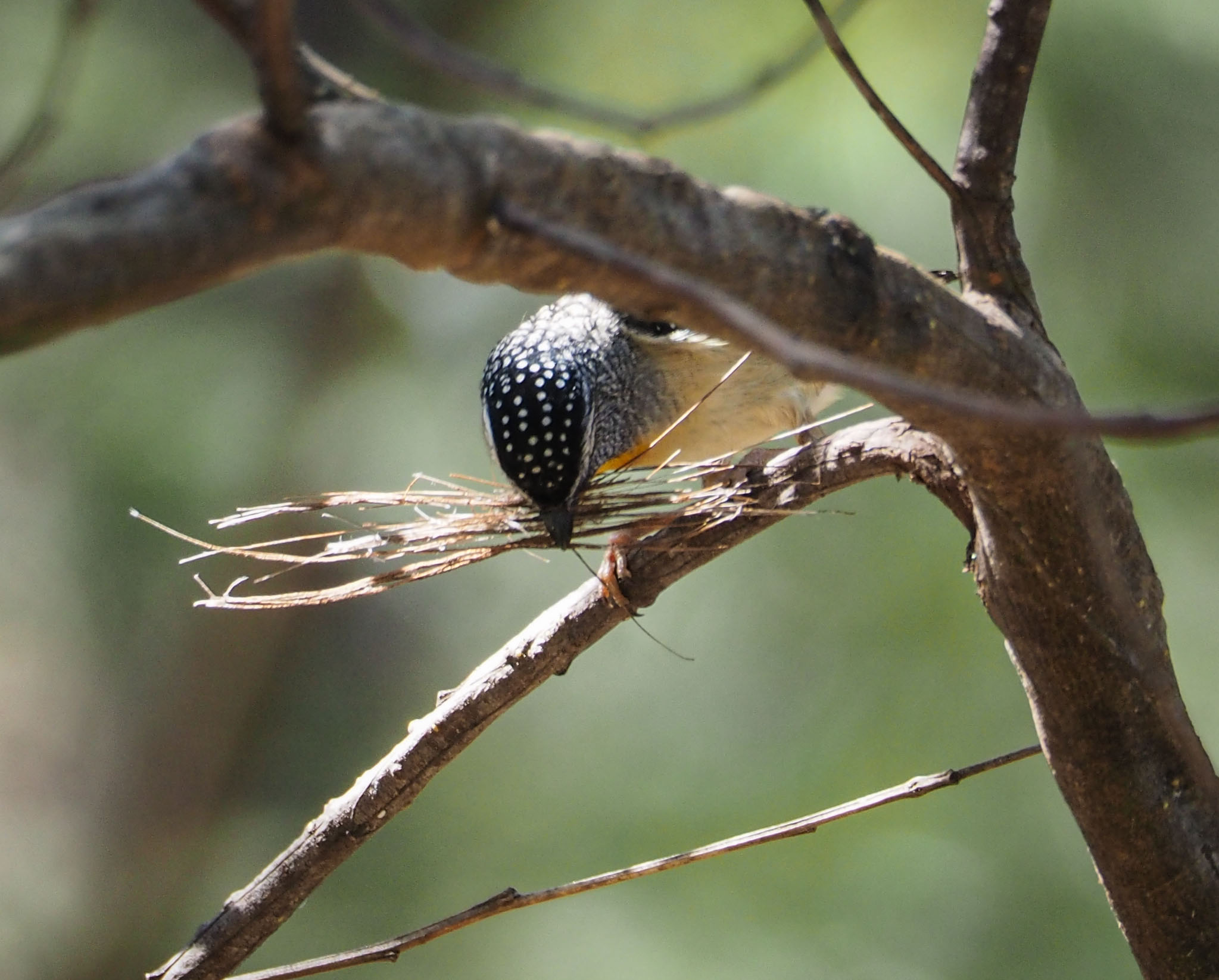 Spotted Pardalote