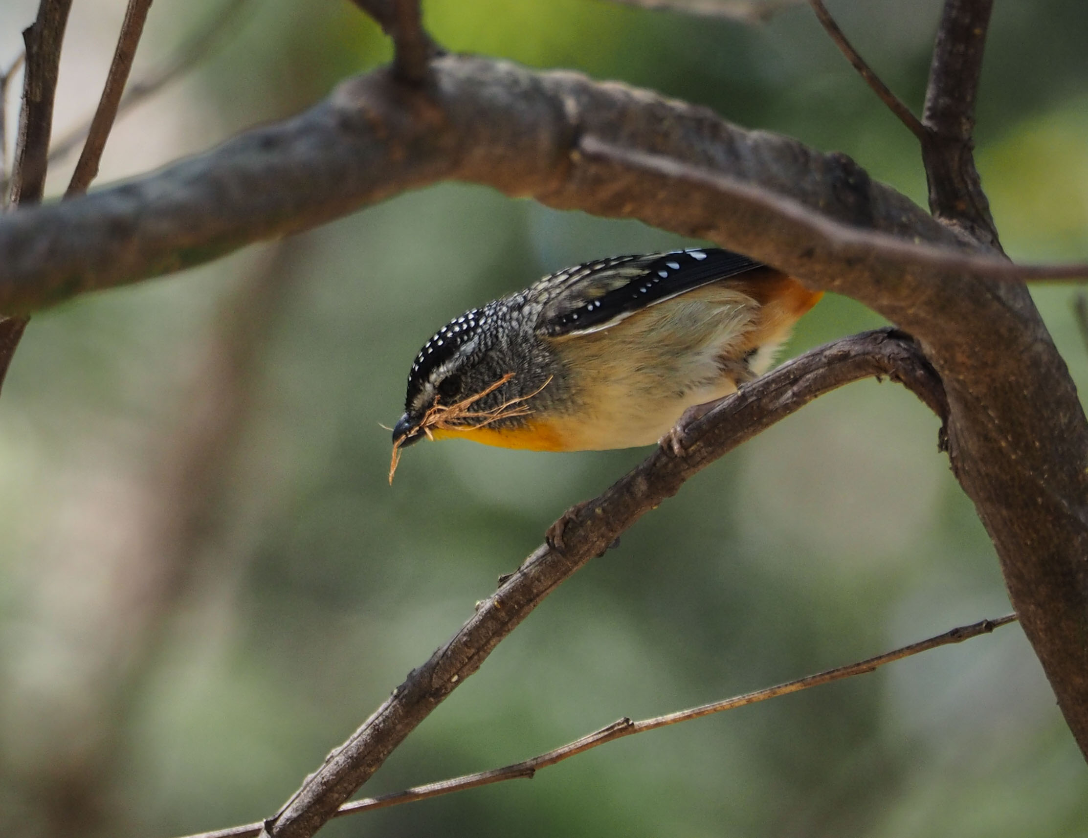 Spotted Pardalote