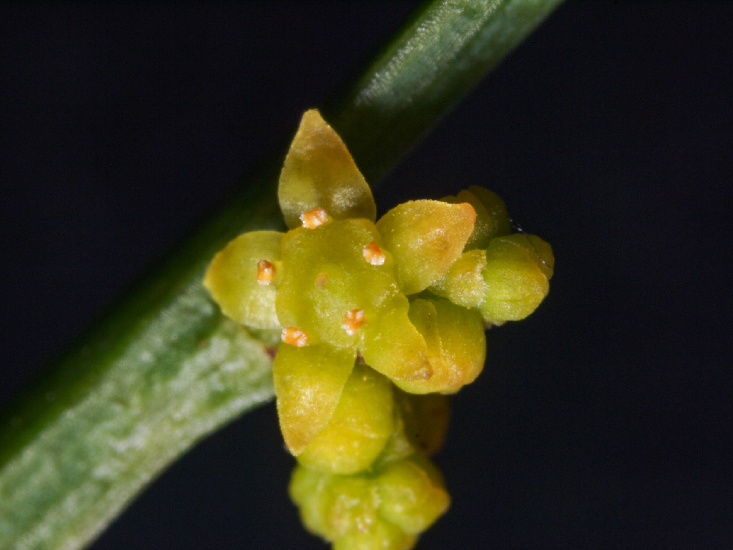 Leafless Sour-bush