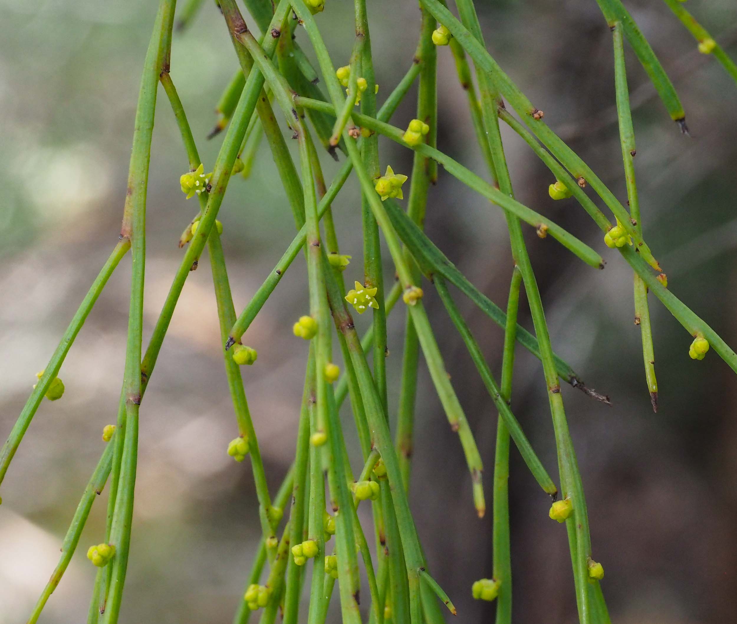 Leafless Sour-bush