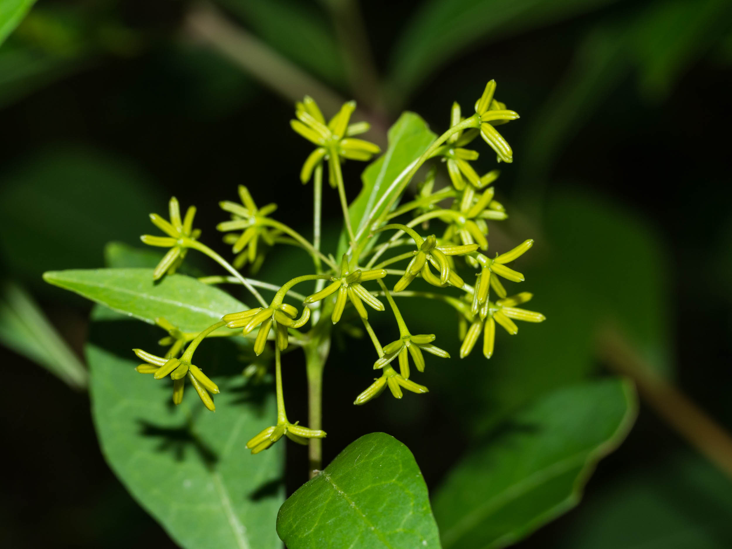 Large-leaf Hop Bush