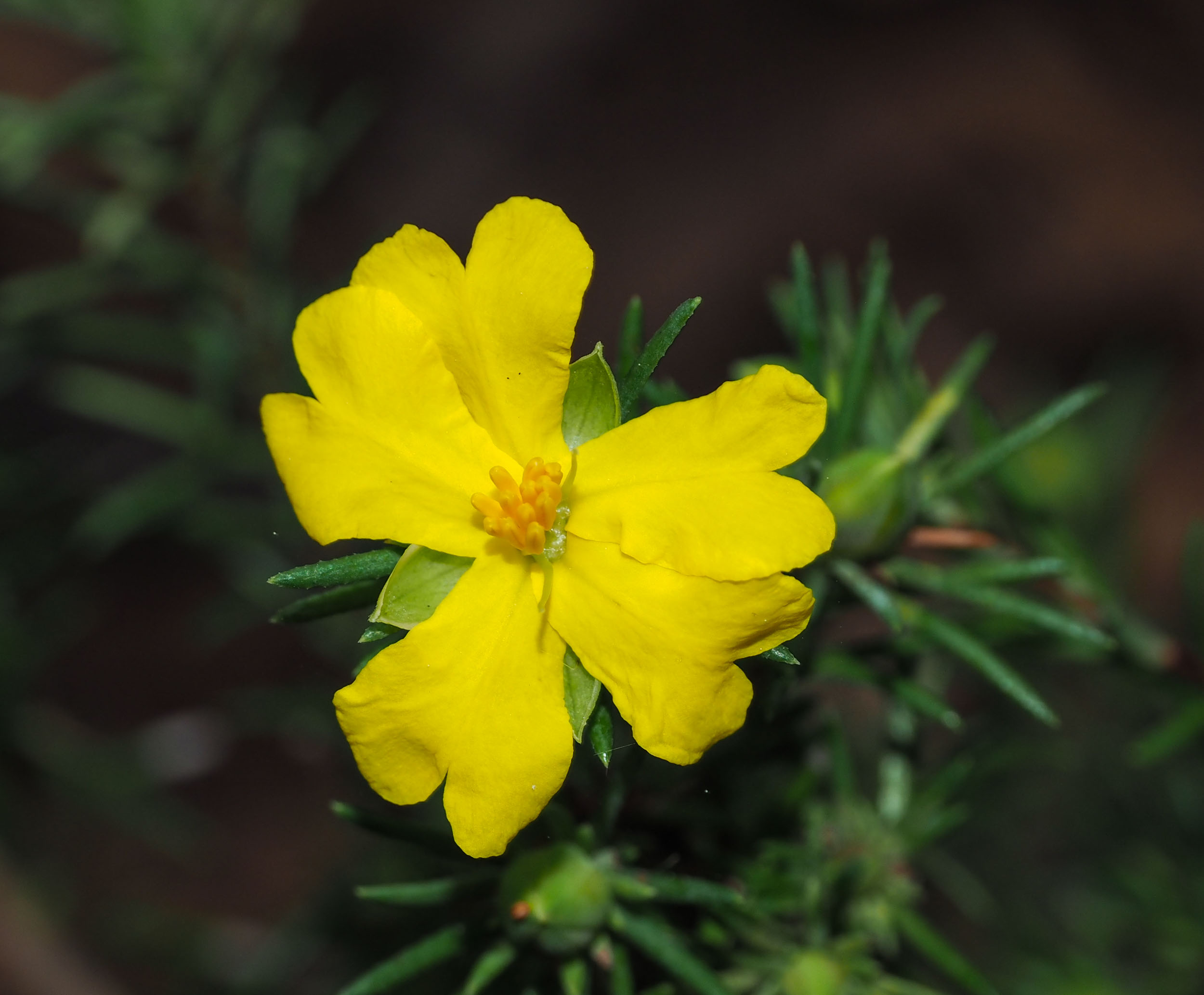 Guinea Flower