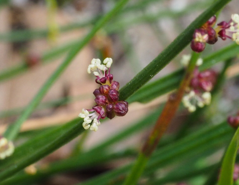 Broom Spurge