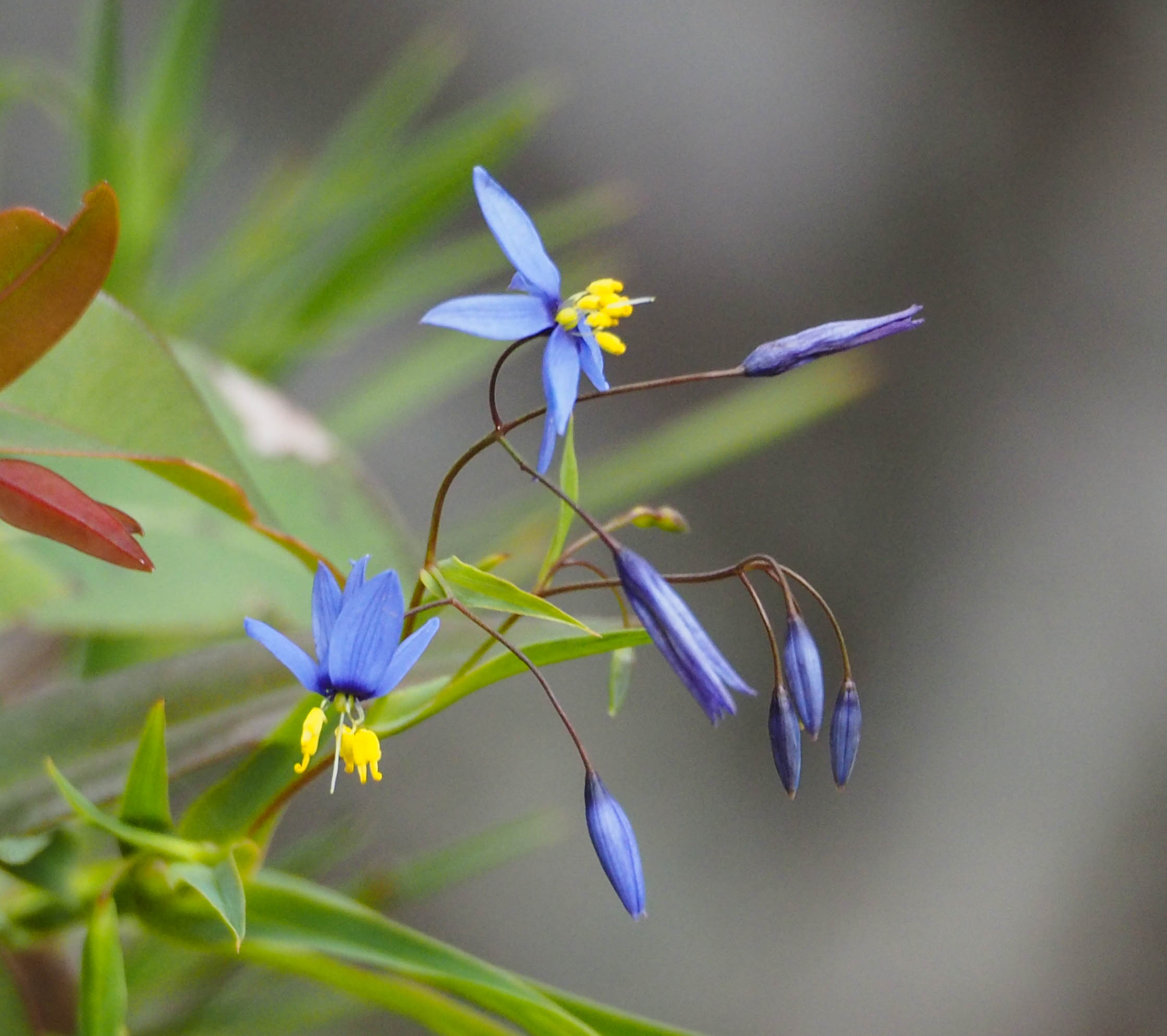 Blue Flax-lily