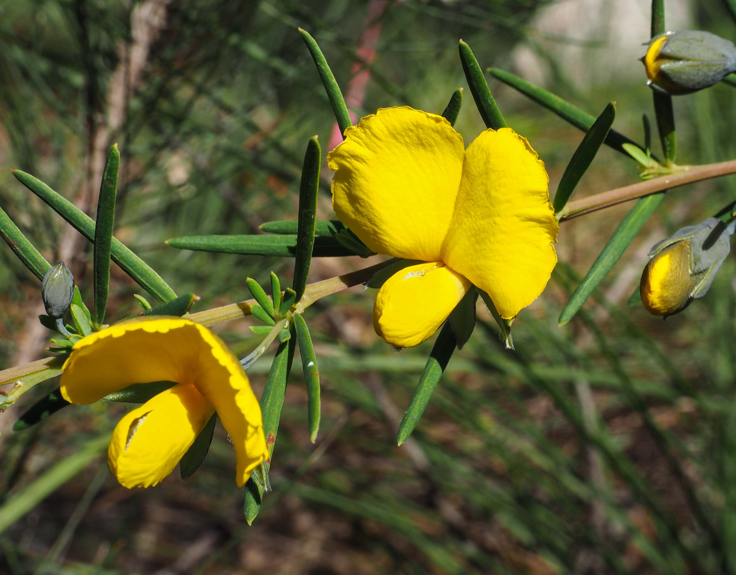 Golden Glory Pea