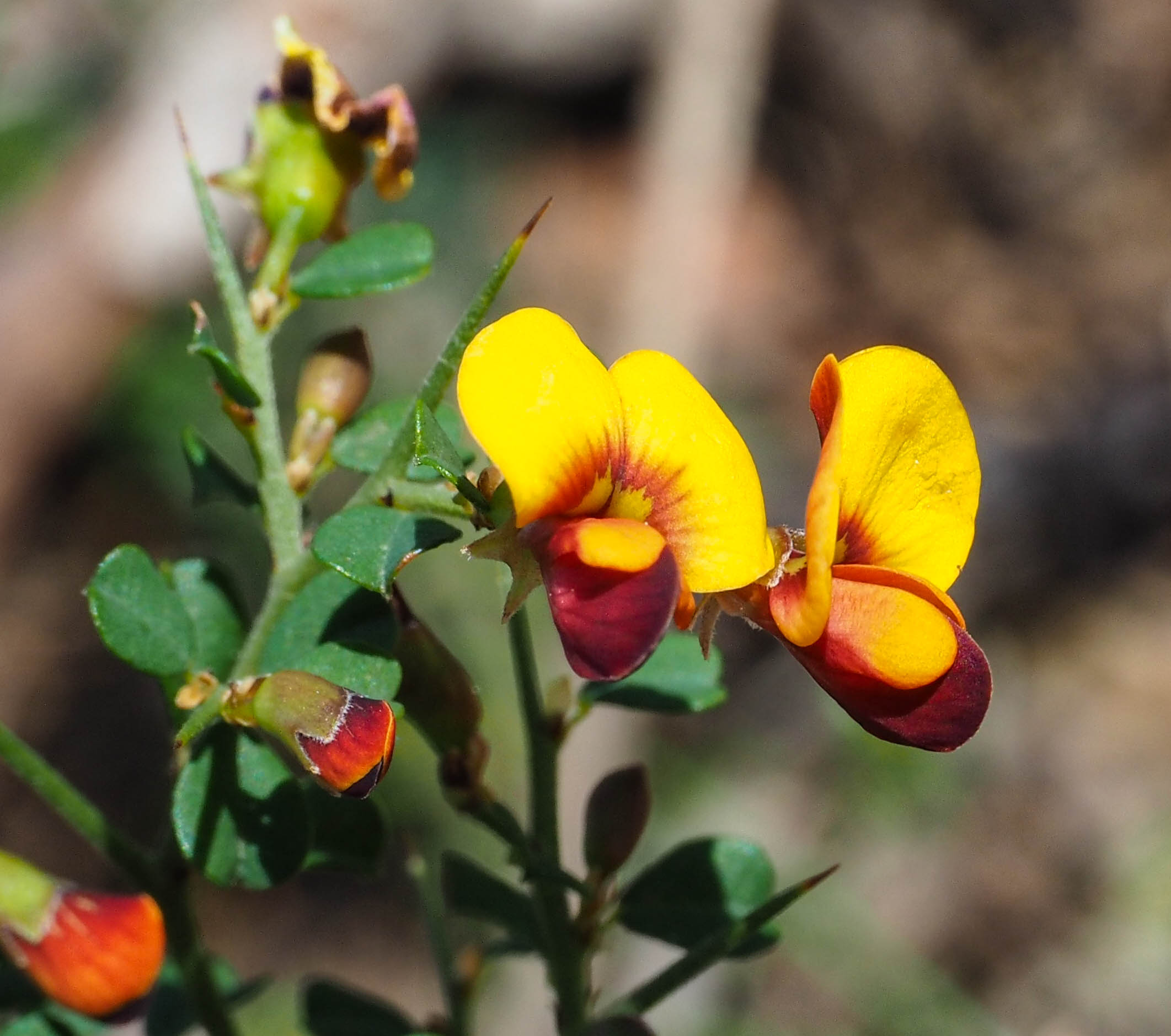 Spiny Bossiaea