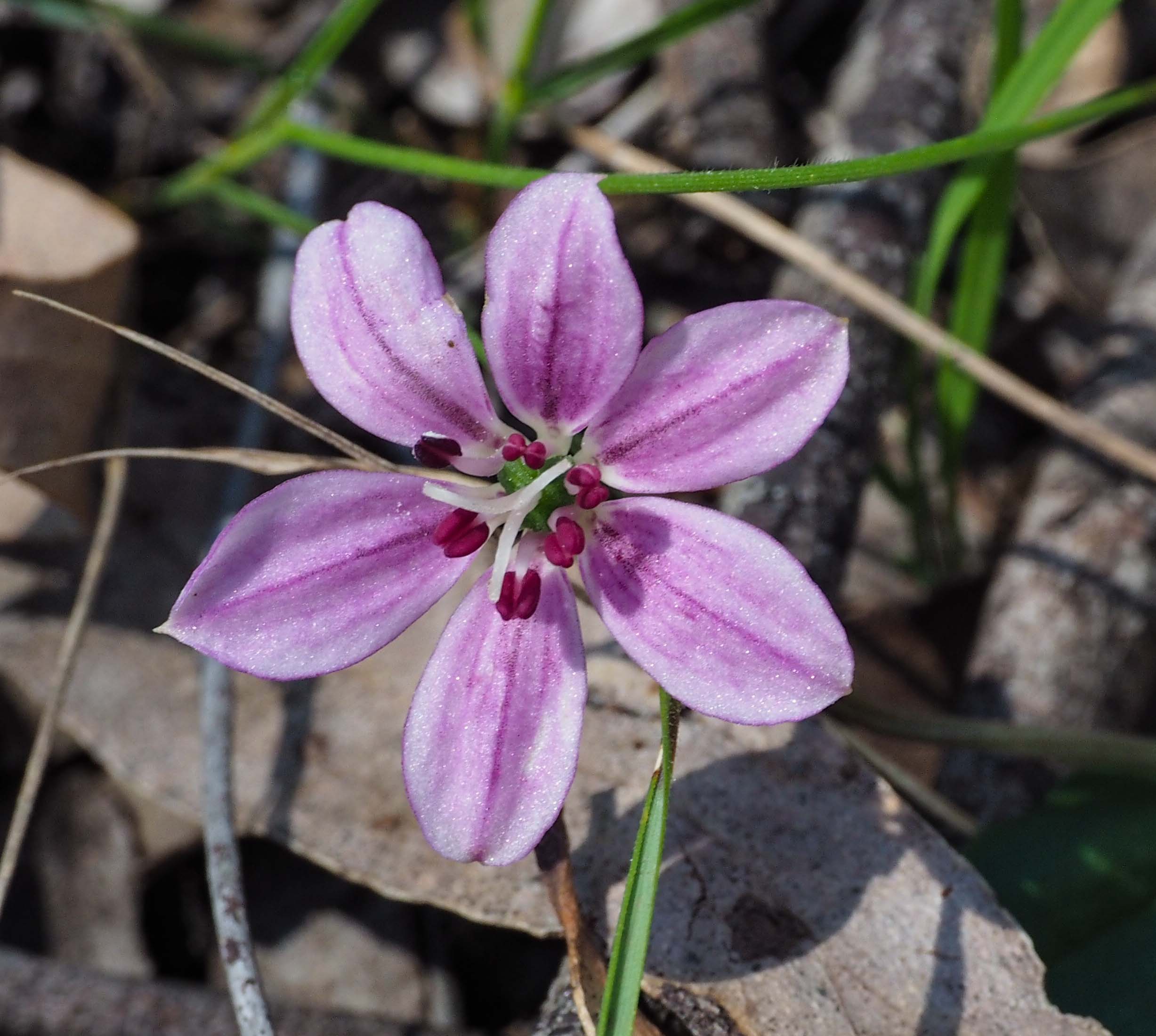 Lilac Lily