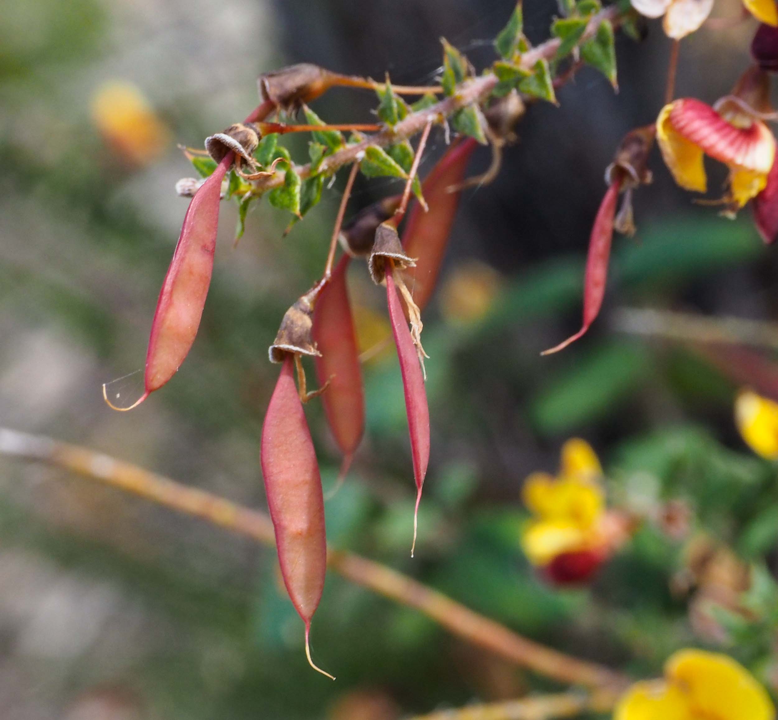 Bossiaea